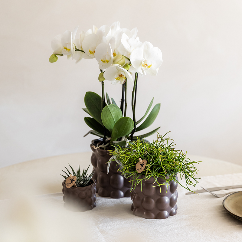 Plantenset Cotton bruin | Groene planten met witte Phalaenopsis orchidee Ghent in keramieken sierpotten (51446)