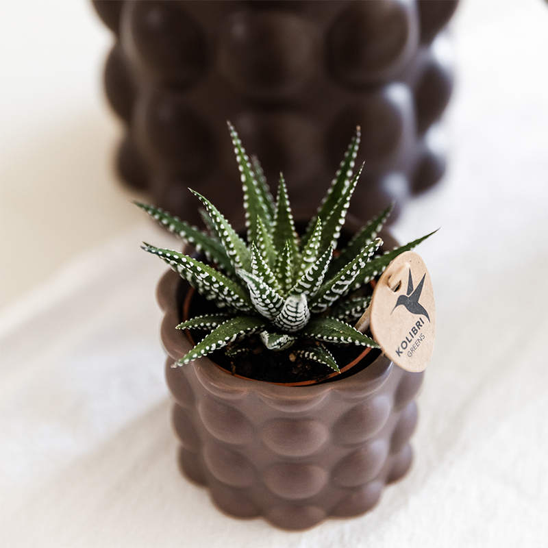 Plantenset Cotton bruin | Groene planten met witte Phalaenopsis orchidee Ghent in keramieken sierpotten (51446)