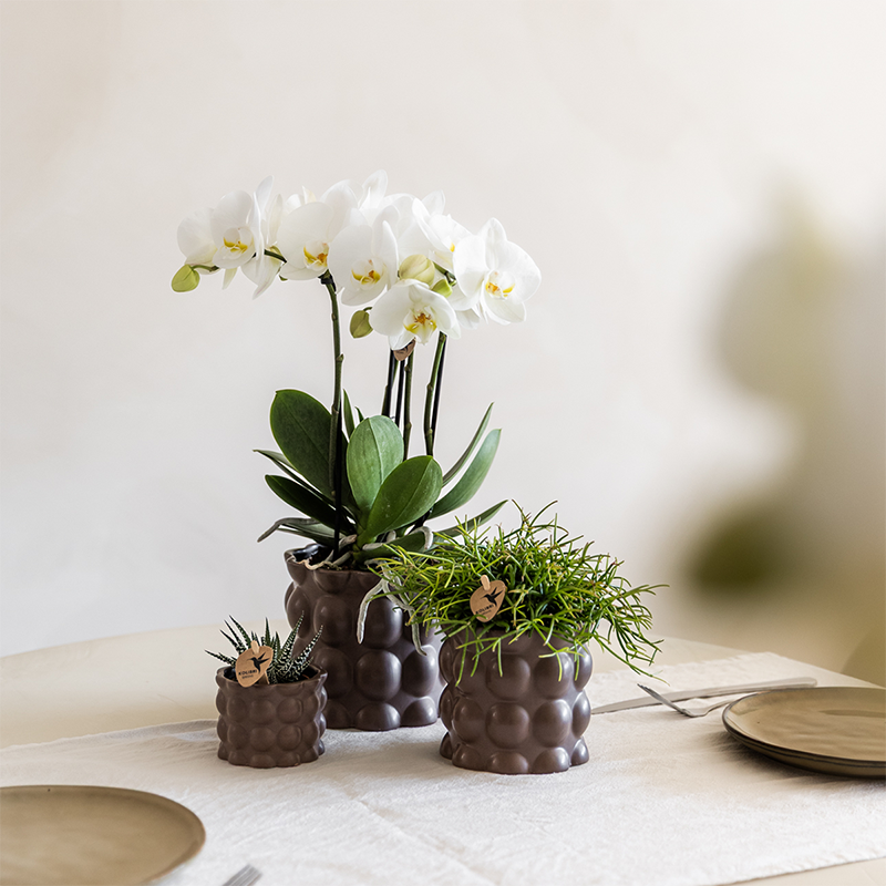 Plantenset Cotton bruin | Groene planten met witte Phalaenopsis orchidee Ghent in keramieken sierpotten (51446)