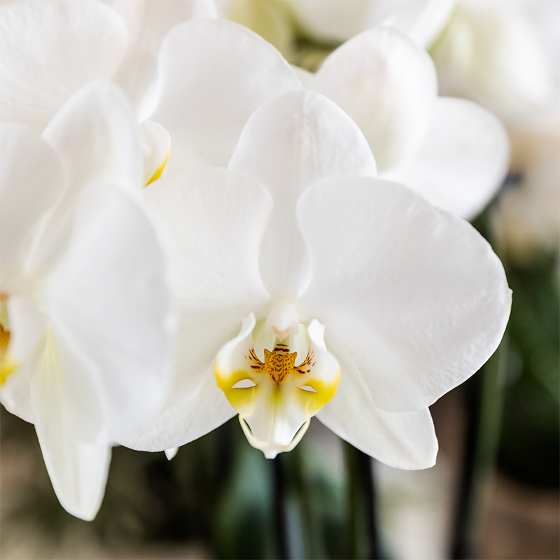 Plantenset Cotton bruin | Groene planten met witte Phalaenopsis orchidee Ghent in keramieken sierpotten (51446)