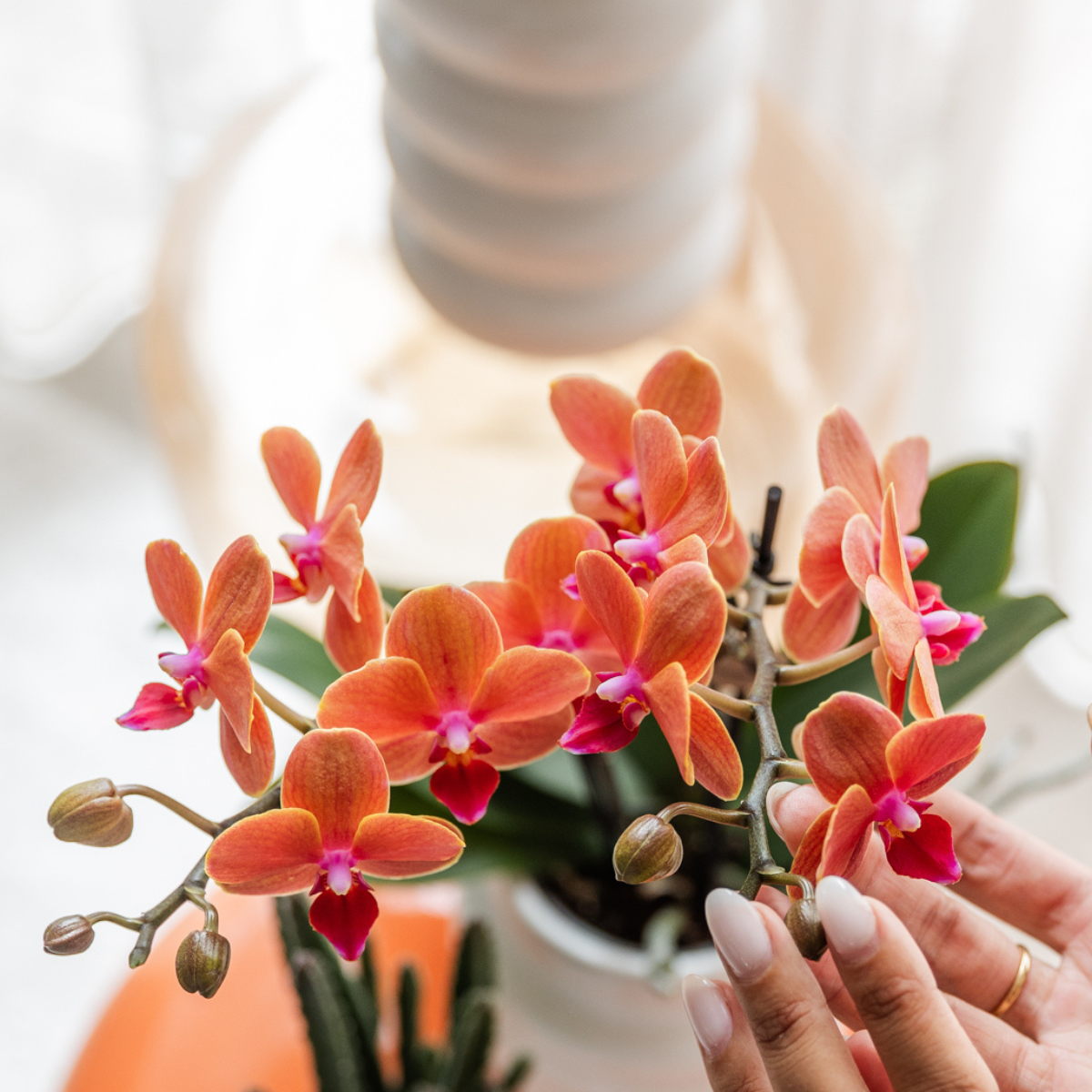 Oranje orchidee Bolzano + Star Fish sierpot (6152838197163)