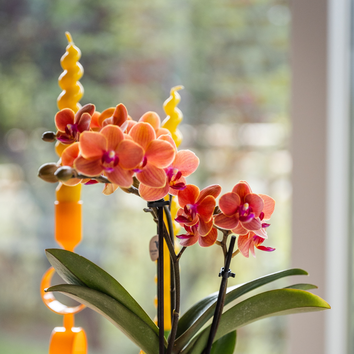 Oranje orchidee Bolzano + Star Fish sierpot (6152838197163)