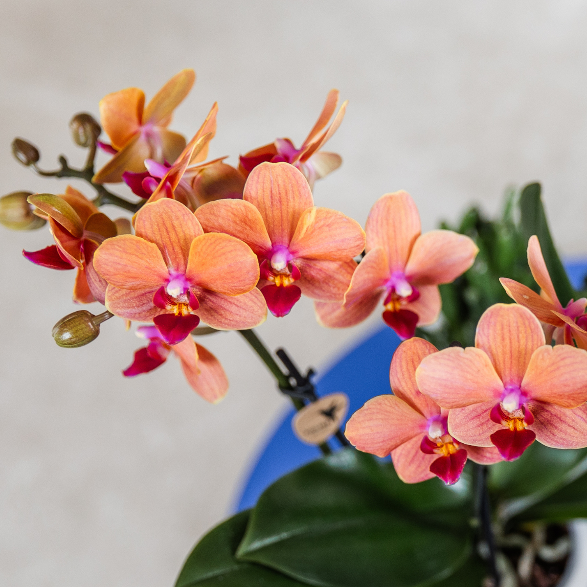 Oranje orchidee Bolzano + Star Fish sierpot (6152838197163)