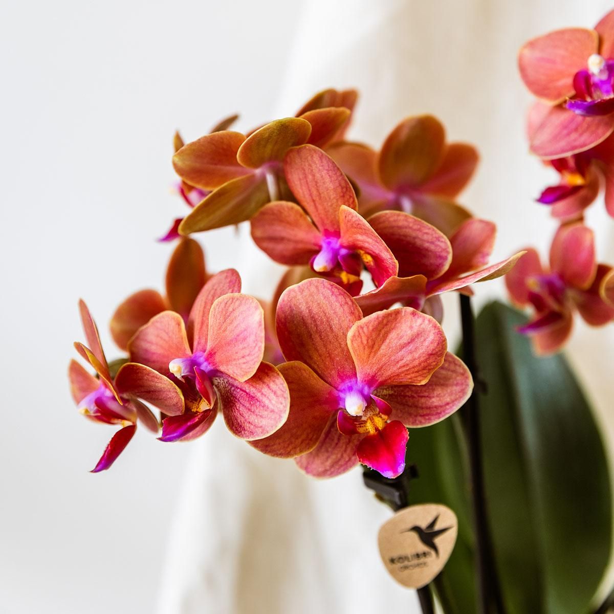 Oranje orchidee Bolzano + Star Fish sierpot (6152838197163)