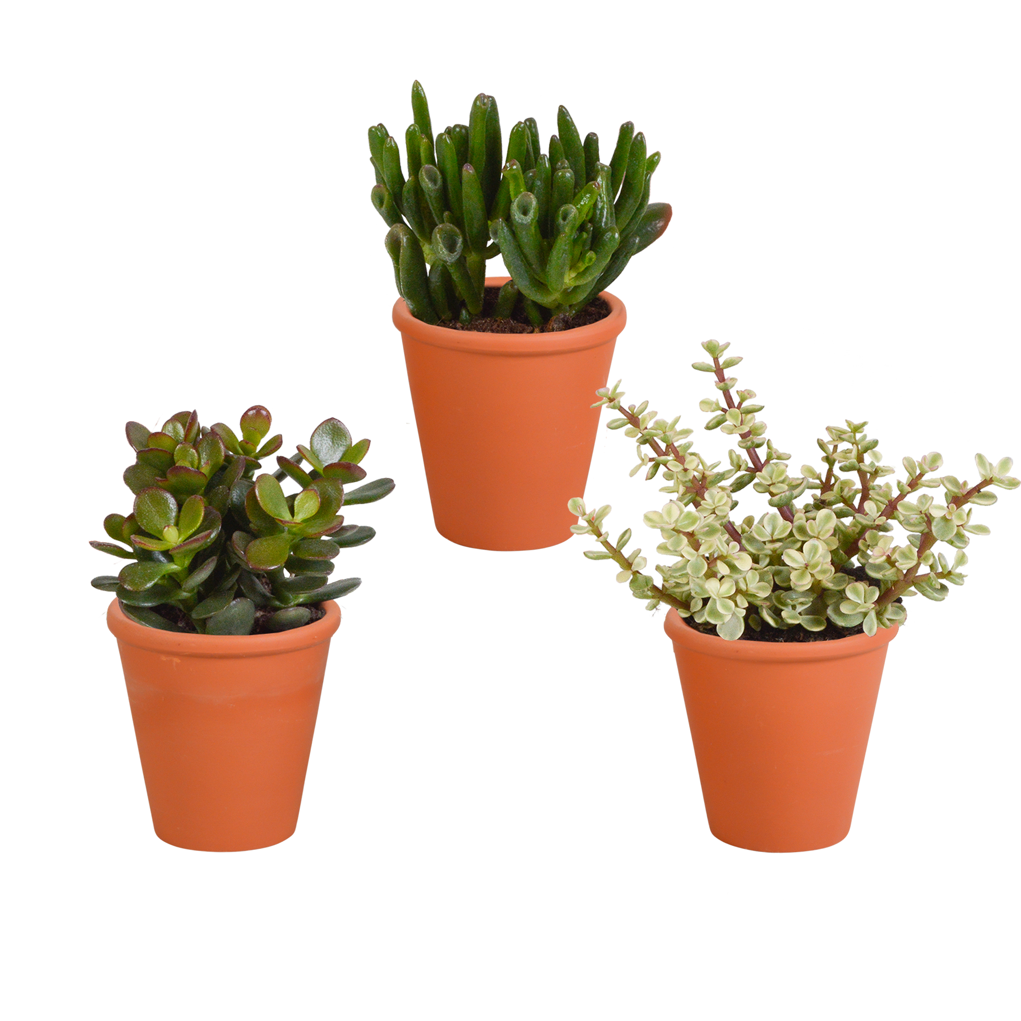 House of cactus Crassula mix 8.5 cm - 3x - in terracotta pot (8720387961276)