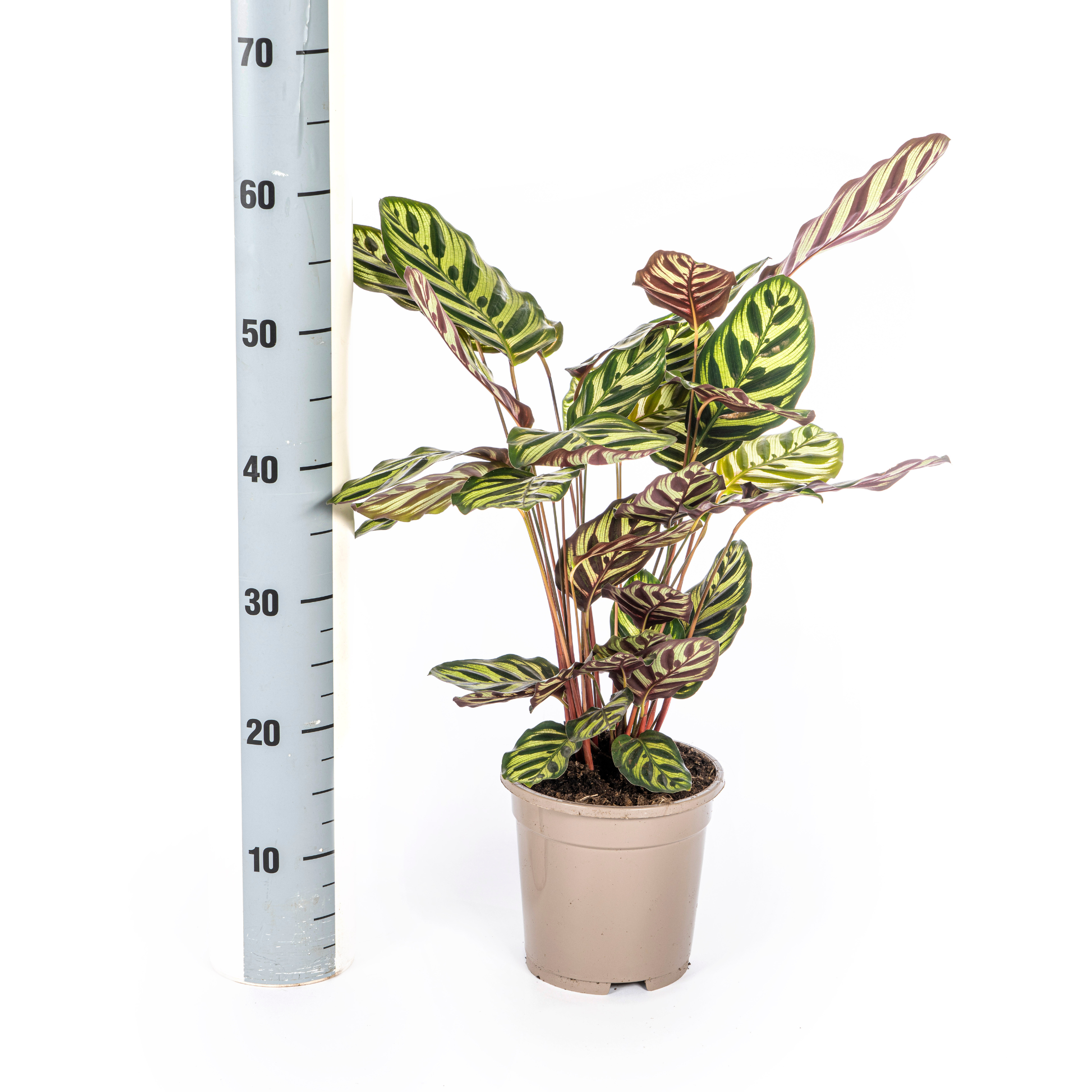 Calathea Makoyana Ø17cm - ↕40 (4250308316471)