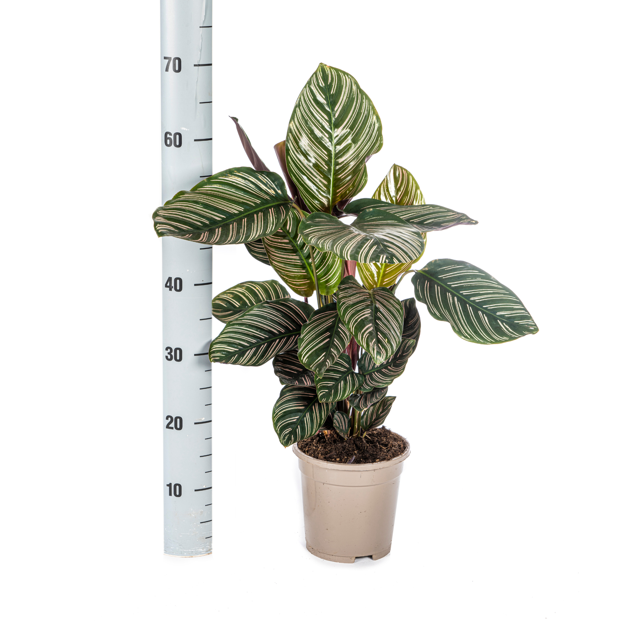 Calathea Ornata Sanderiana Ø17cm - ↕40 (4250308316440)