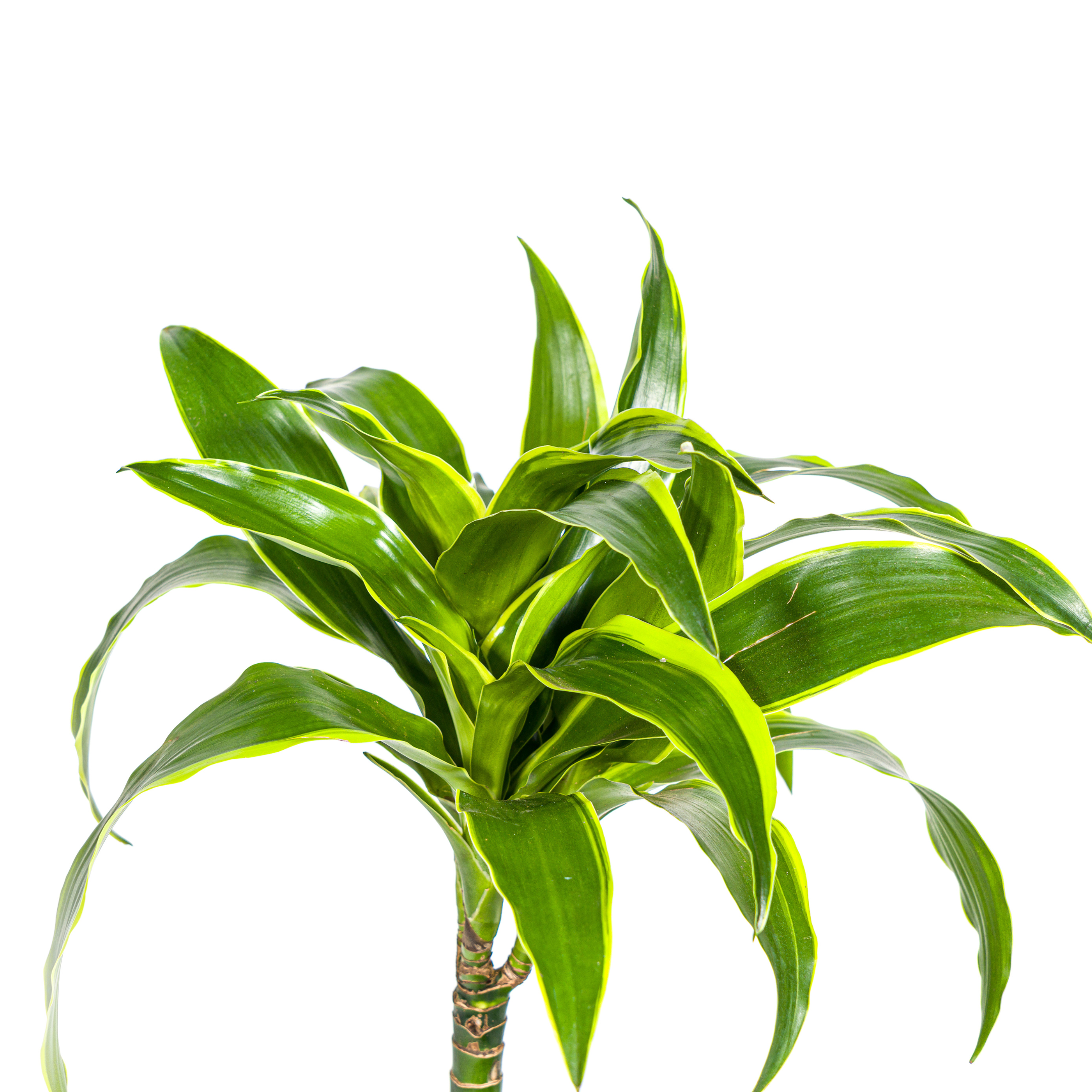 Dracaena Deremensis Dorado Ø19cm - ↕70 (4250308312688)