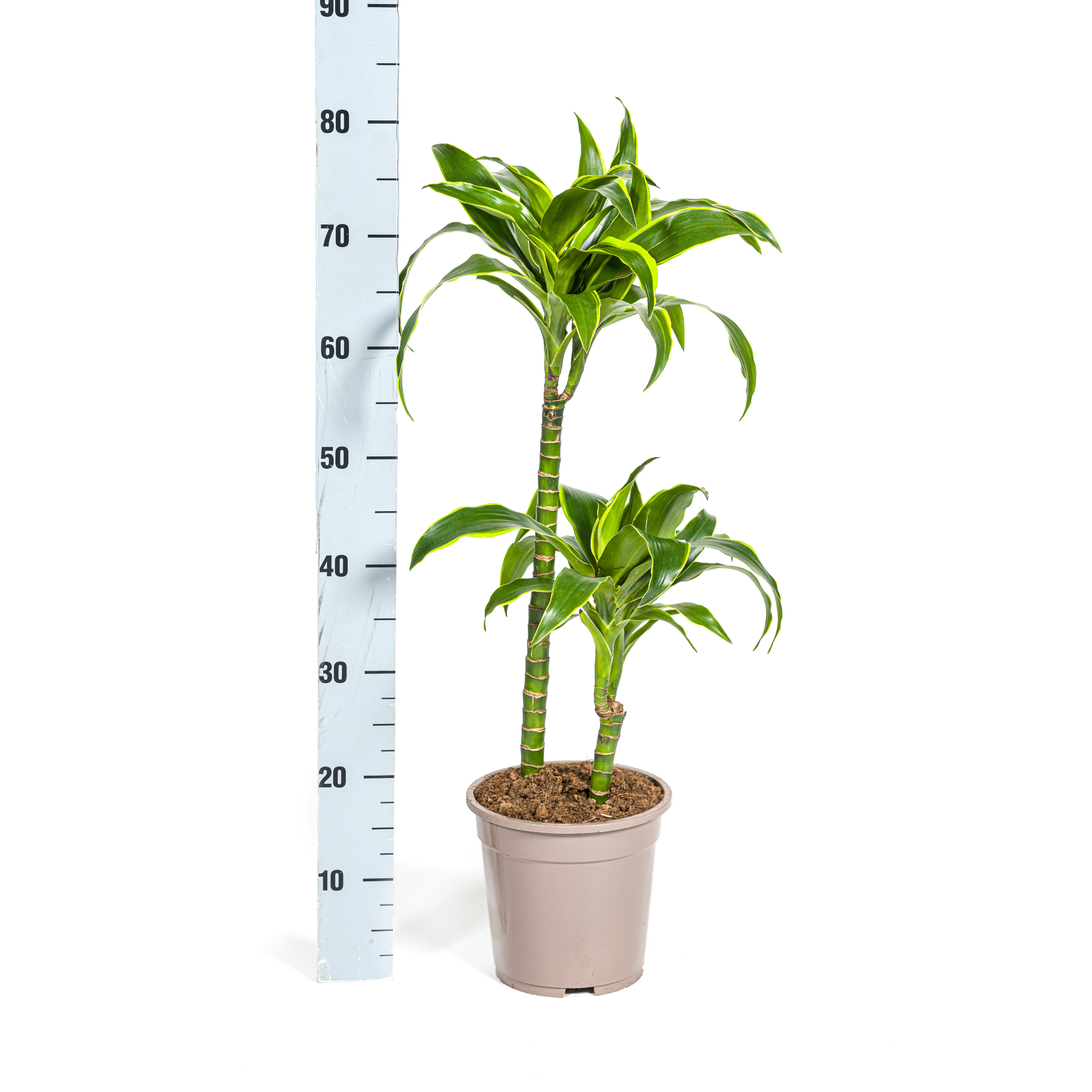 Dracaena Deremensis Dorado Ø19cm - ↕70 (4250308312688)