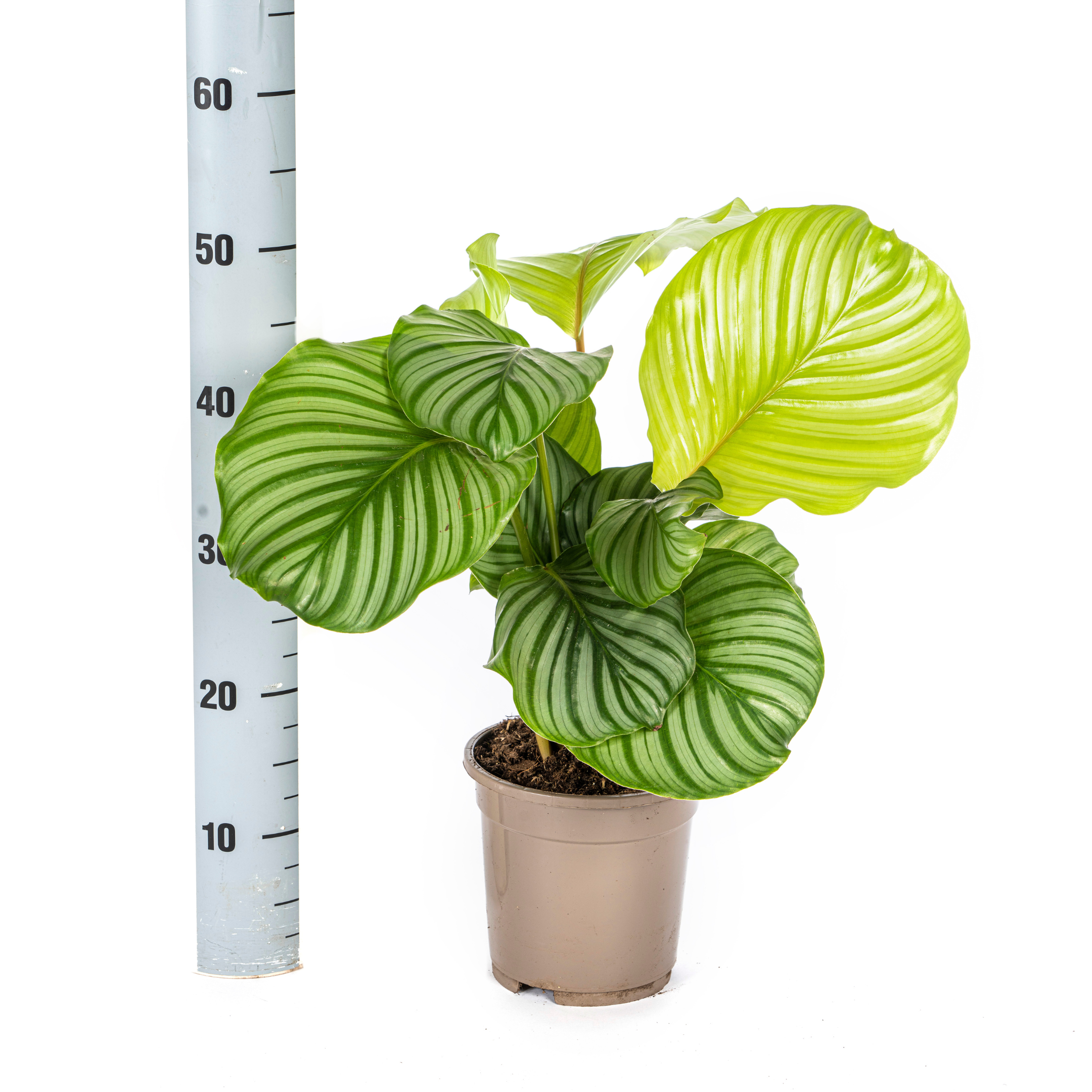 Calathea Orbifolia Ø17cm - ↕40 (4250308316433)