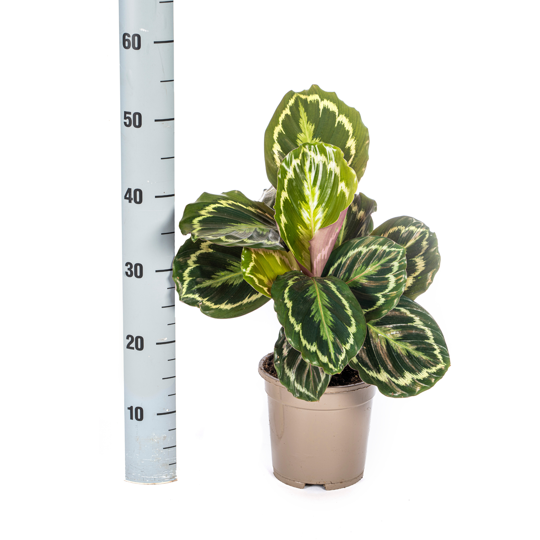 Calathea Medallion Ø17cm - ↕40 (4250308316426)