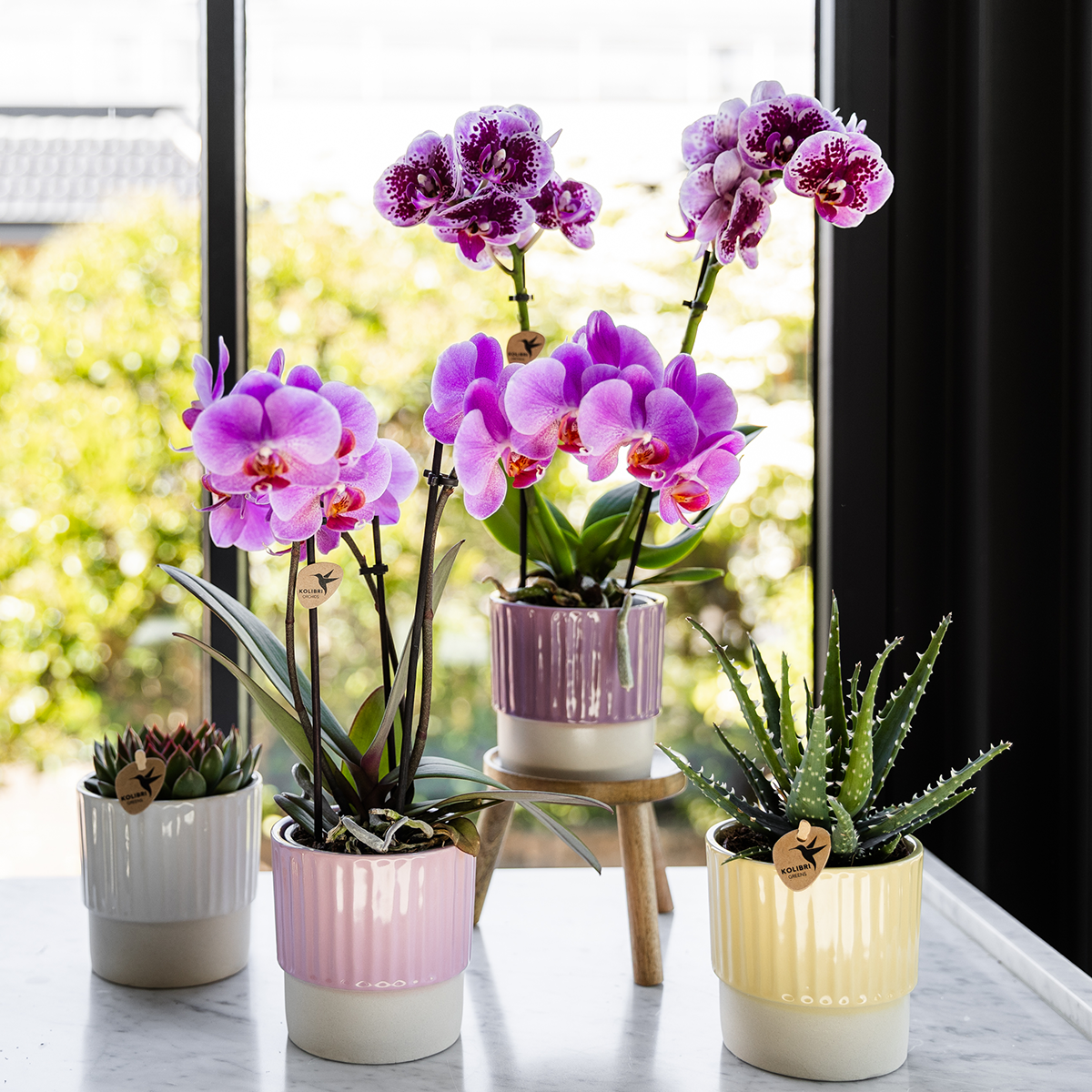 Paars roze phalaenopsis orchidee | Frederikstad (7865885348172)