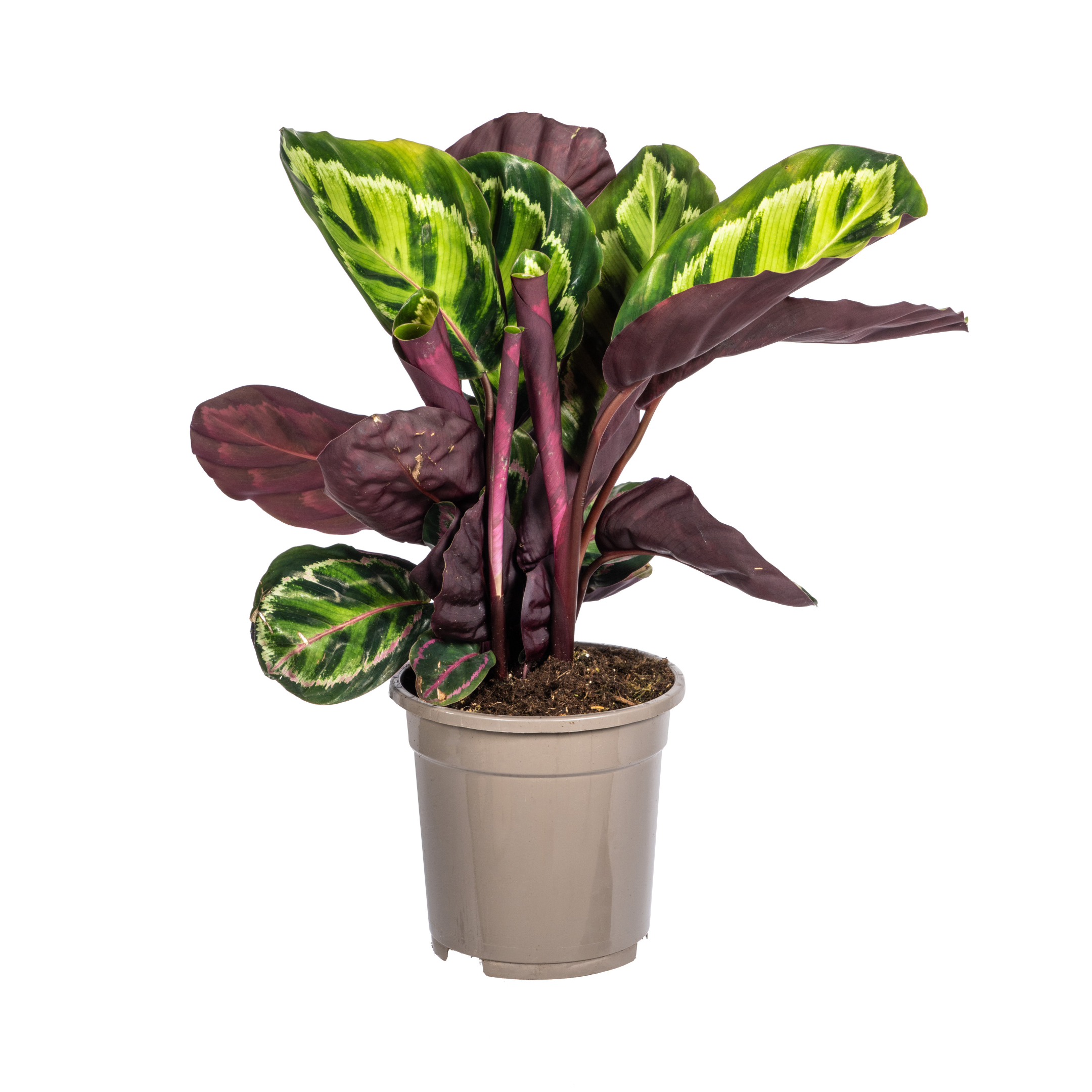 Calathea Roseopicta Ø17cm - ↕40 (4250308316679)