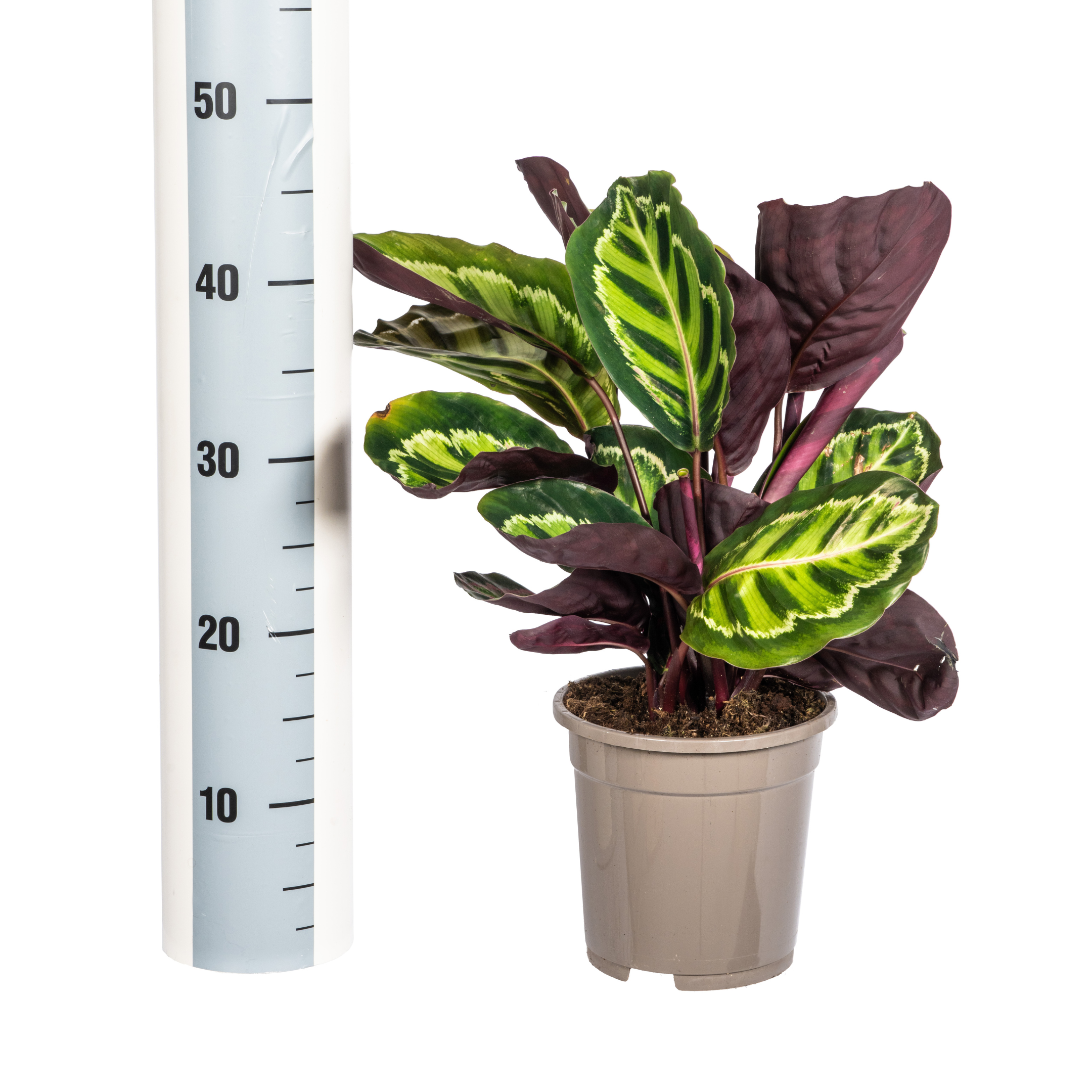 Calathea Roseopicta Ø17cm - ↕40 (4250308316679)
