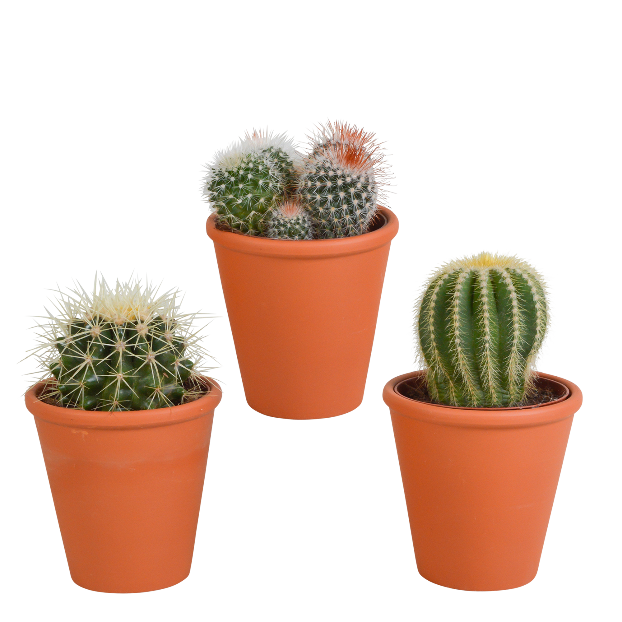 House of cactus Bolcactus mix 8,5 cm | 3 stuks - in terracotta pot (8720387961238)