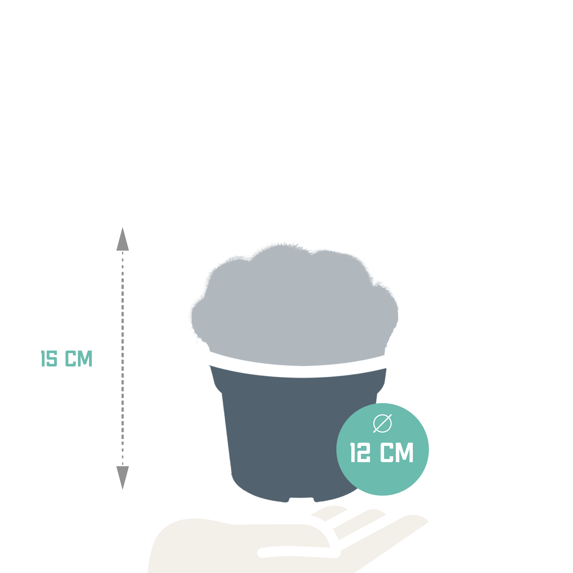 House of cactus Eriocactus warasii 12cm (8720387961627)