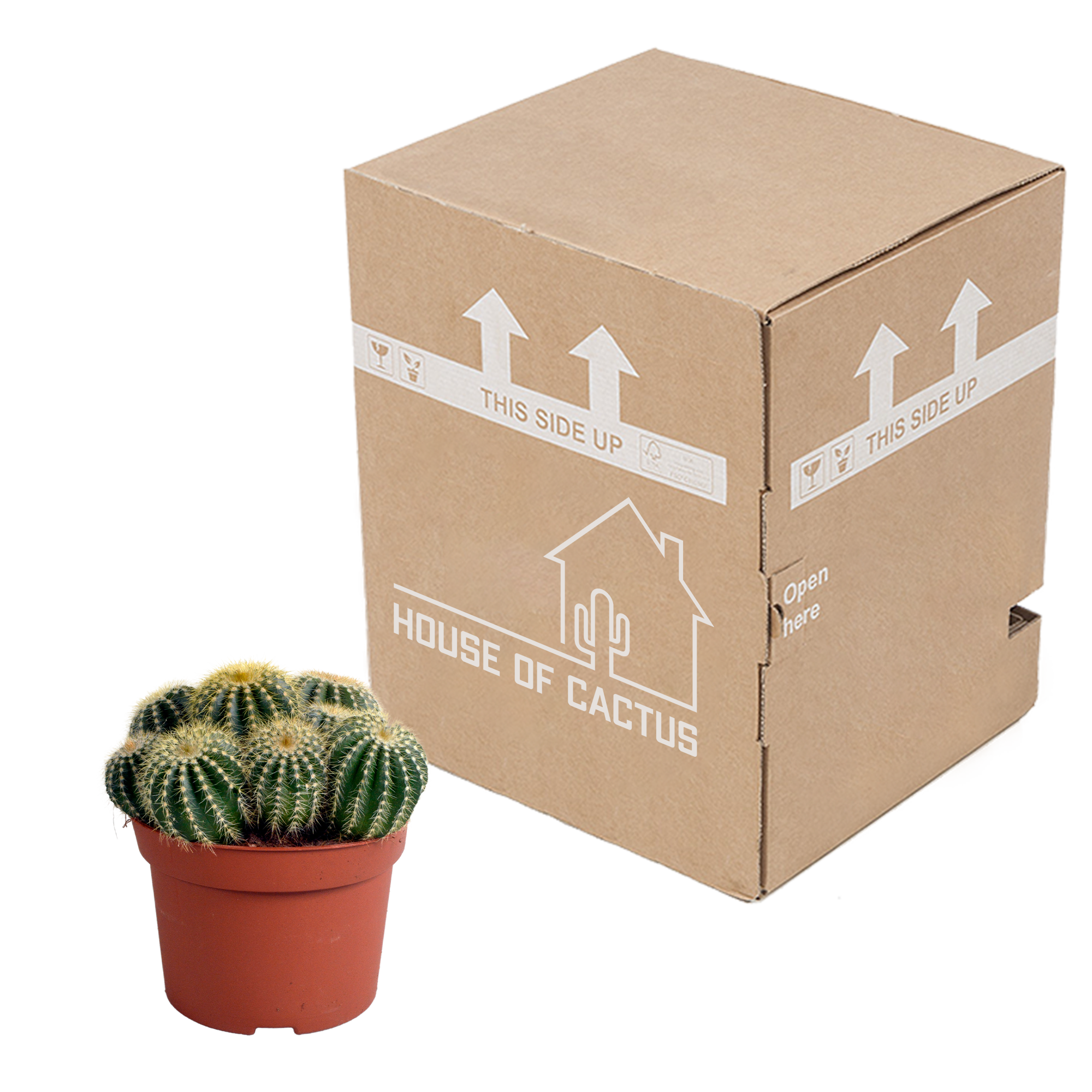 House of cactus Eriocactus warasii 12cm (8720387961627)