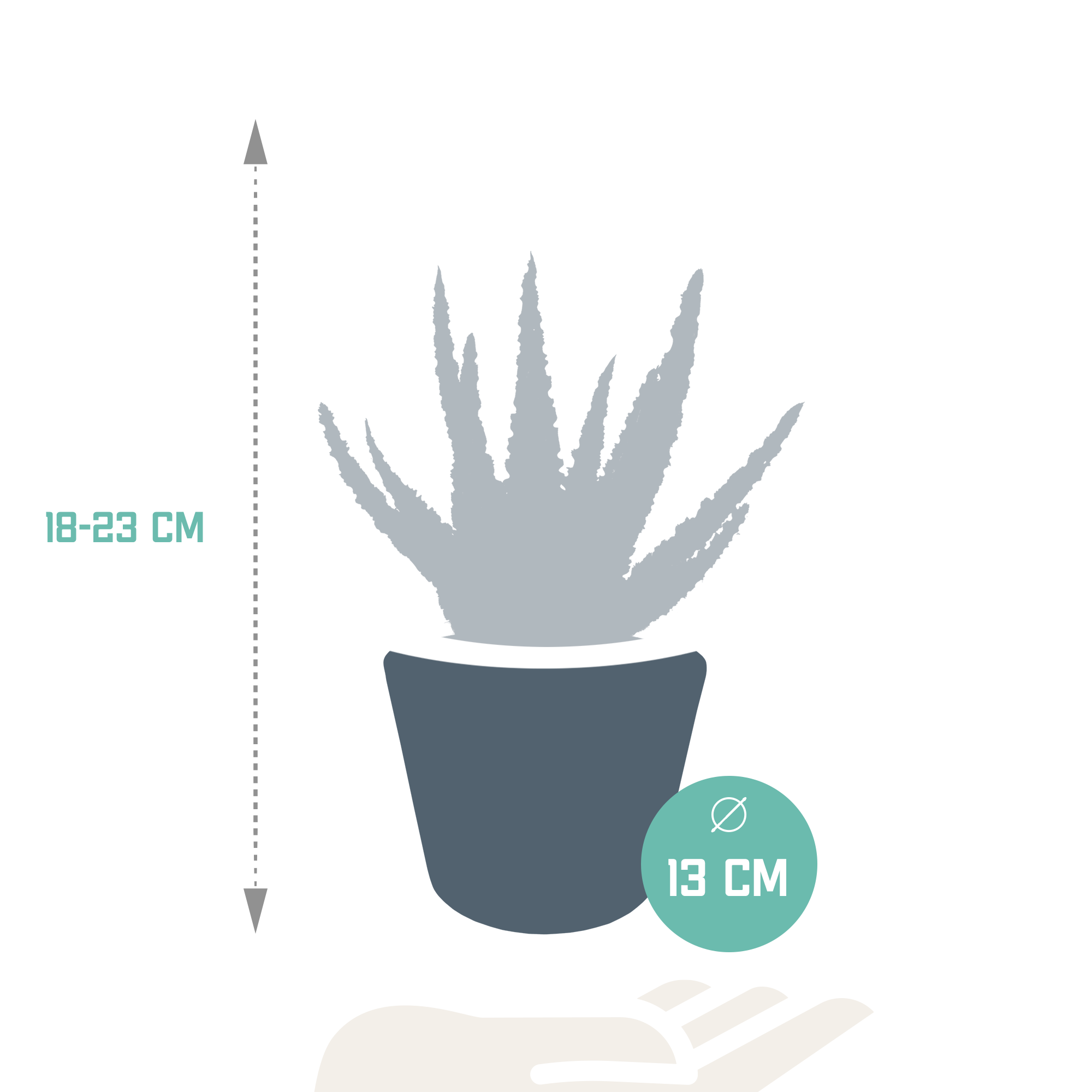House of cactus Aloë zebrina Dannyz 10,5cm - in witte pot (8720618070265)