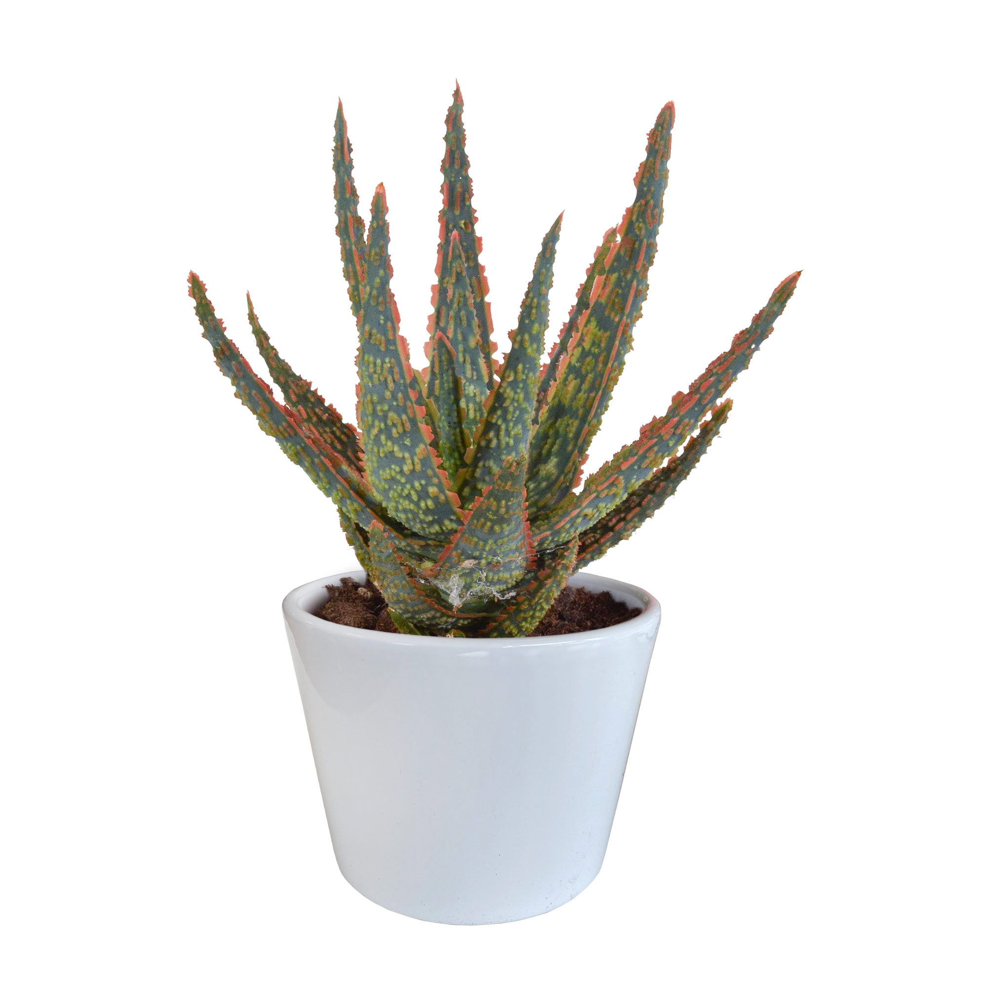 House of cactus Aloë zebrina Dannyz 10,5cm - in witte pot (8720618070265)