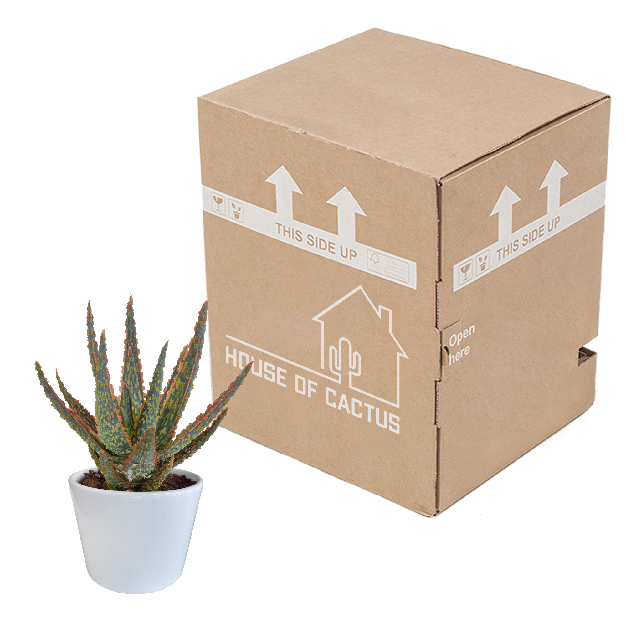 House of cactus Aloë zebrina Dannyz 10,5cm - in witte pot (8720618070265)
