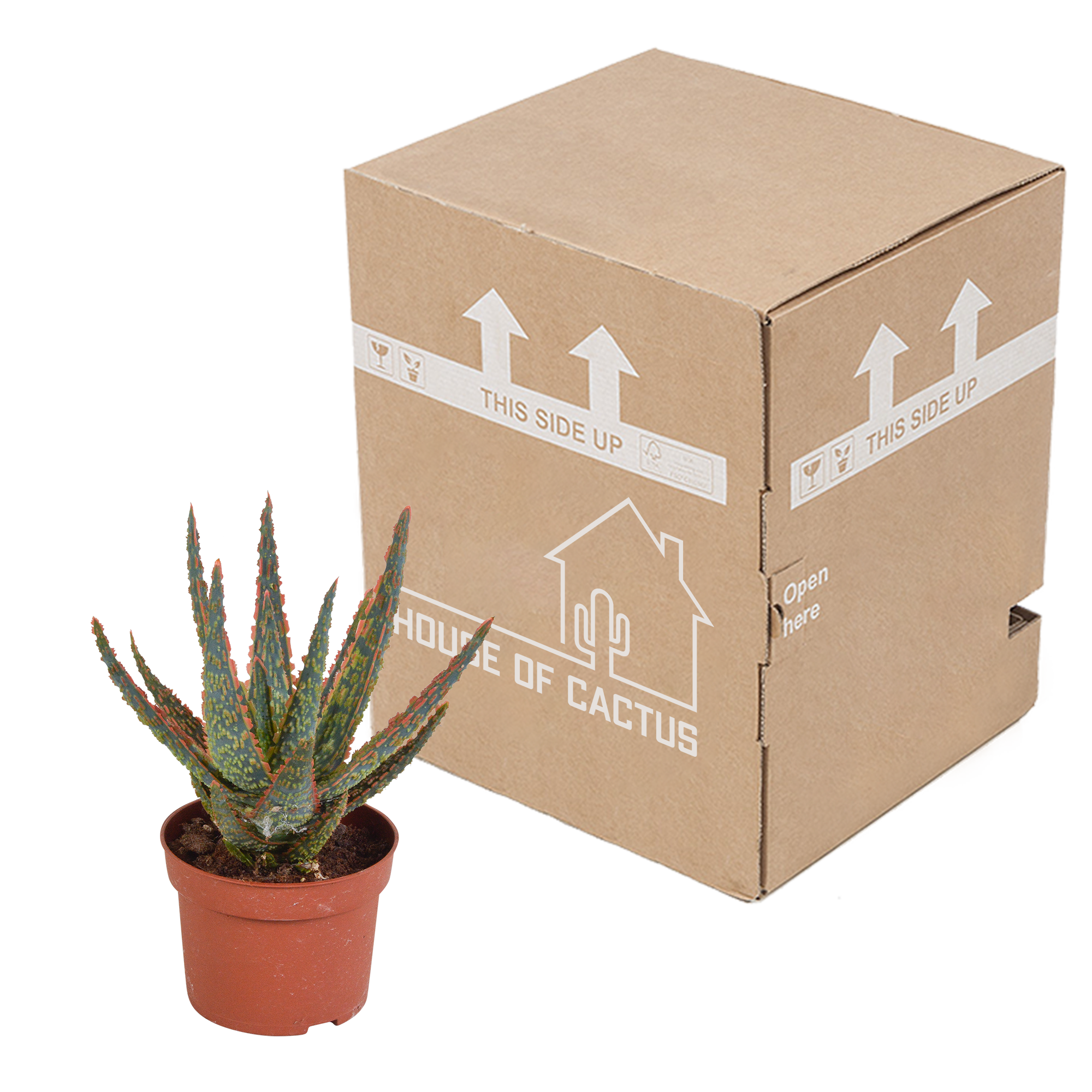 House of cactus Aloë zebrina Dannyz 10,5cm - zonder pot (8720387961535)