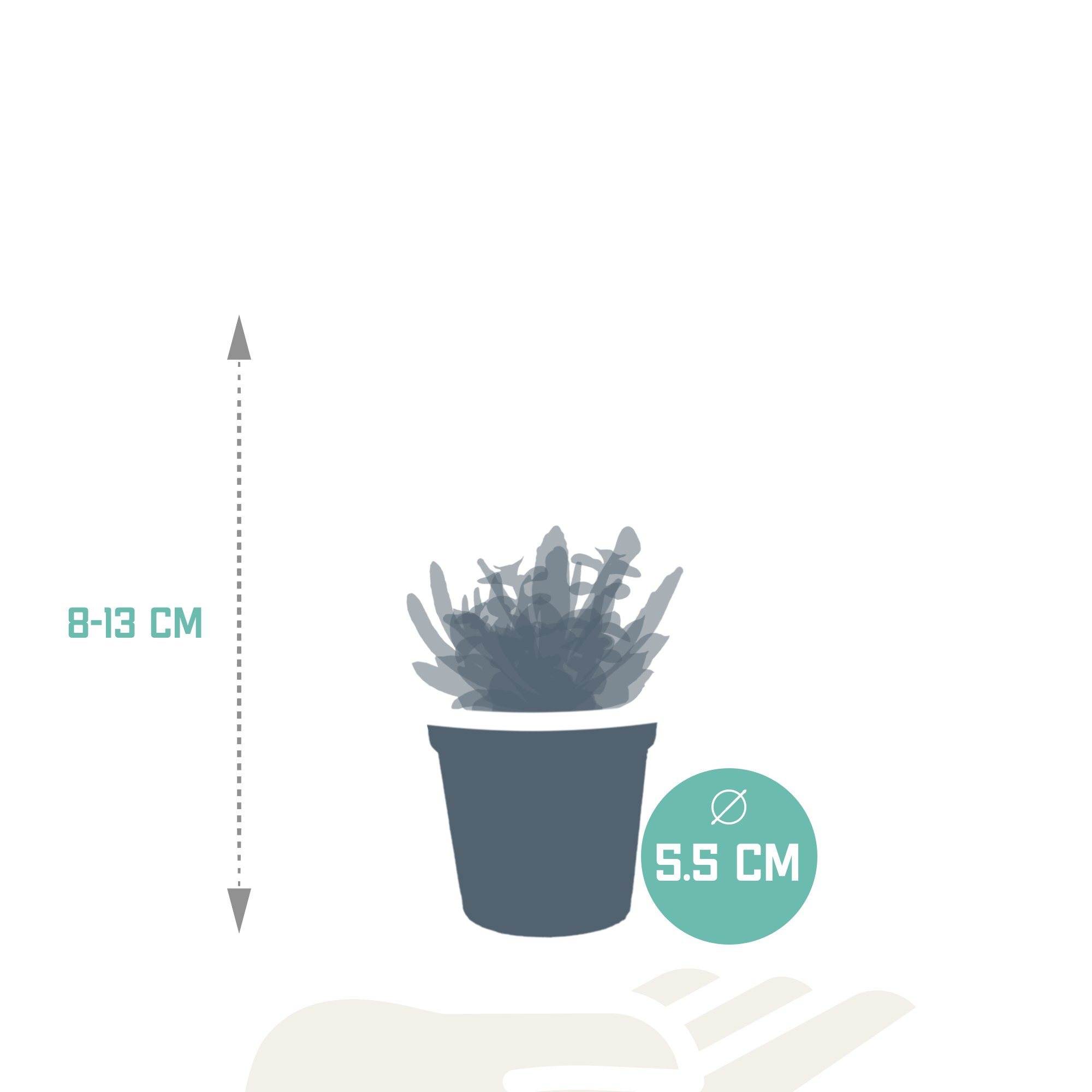 House of cactus Vetplanten mix 5.5 cm - 5x - zonder pot (8720387961054)