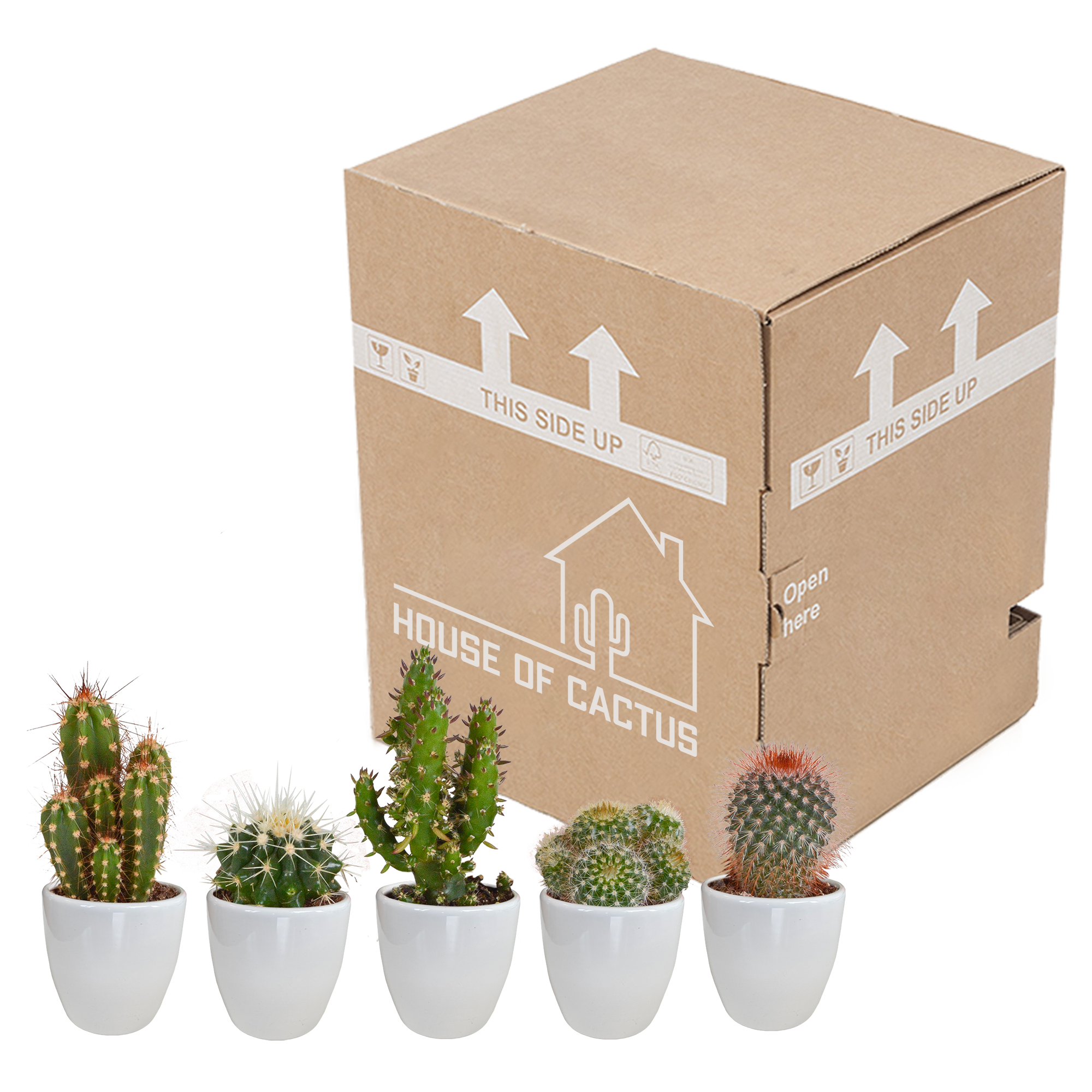 House of cactus Cactus mix 5.5 cm - 5x - in witte pot (8720618070104)