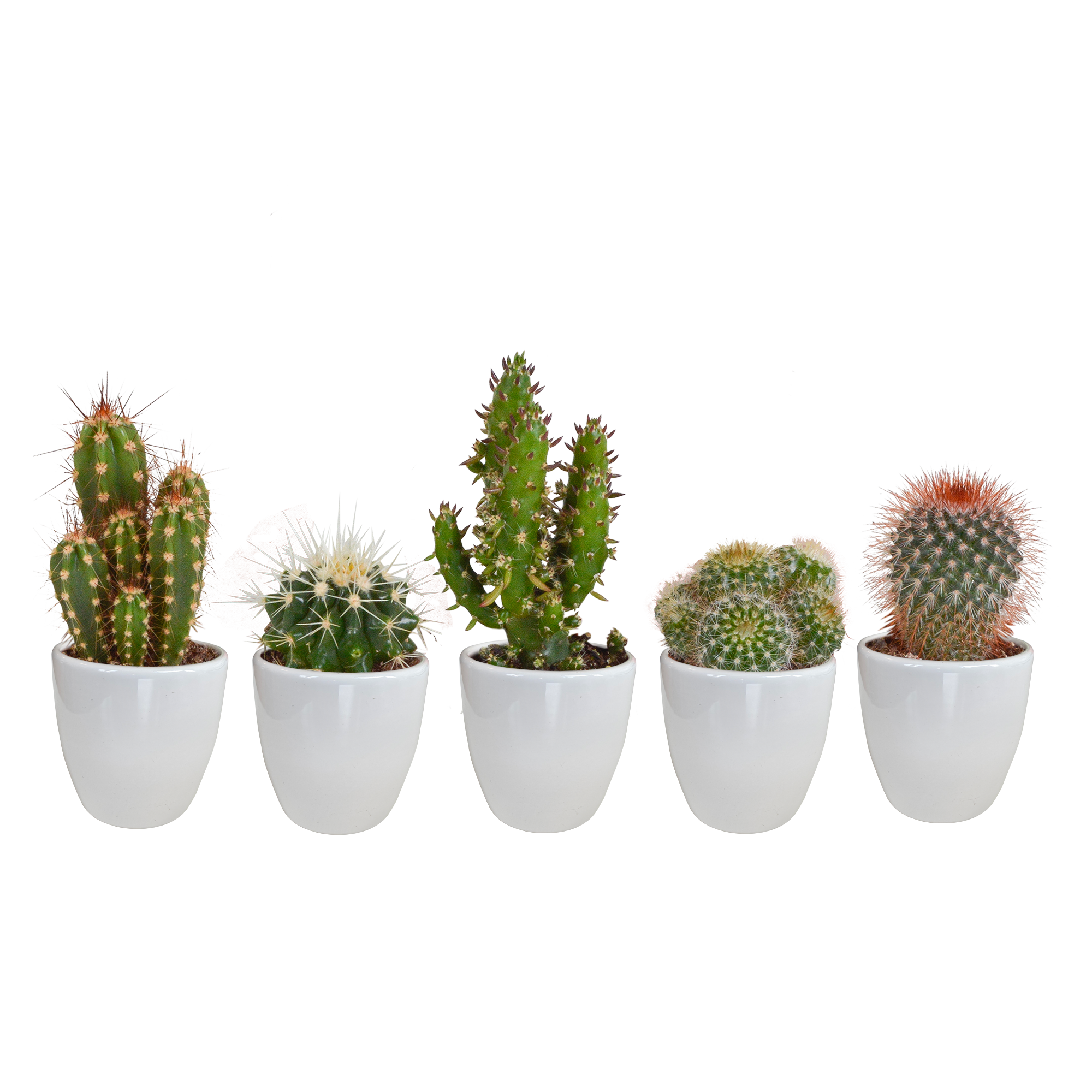 House of cactus Cactus mix 5.5 cm - 5x - in witte pot (8720618070104)