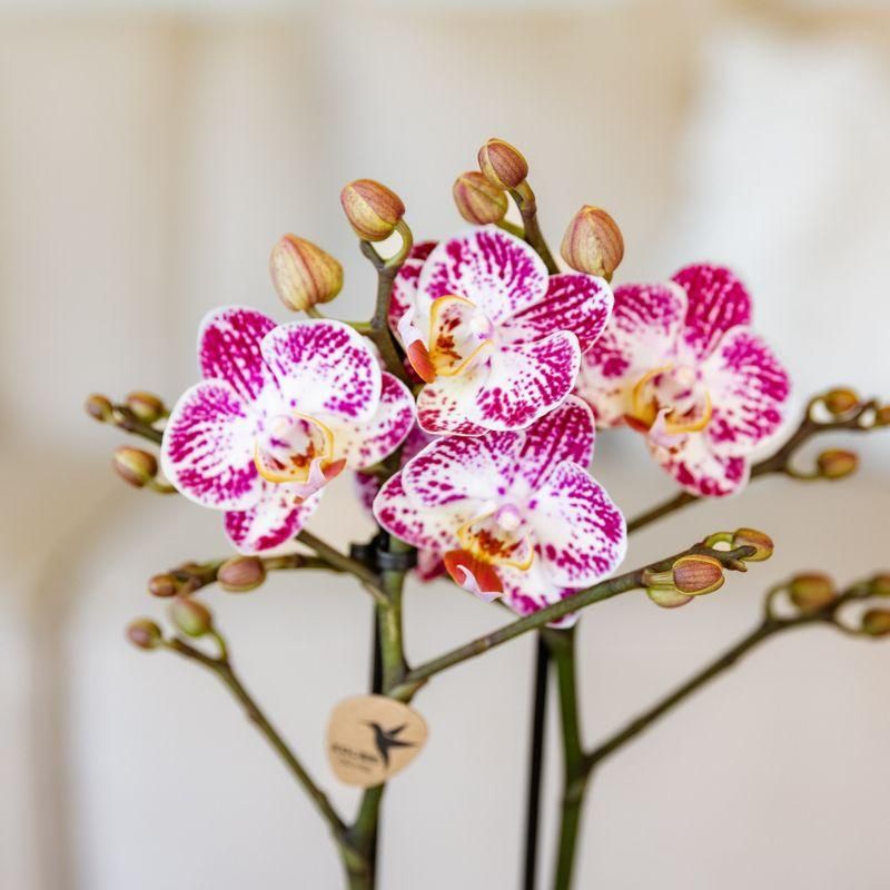 Roze paarse phalaenopsis orchidee | Bora Bora (7865885337121)