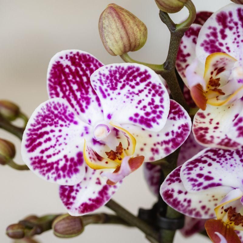 Roze paarse phalaenopsis orchidee | Bora Bora (7865885337121)