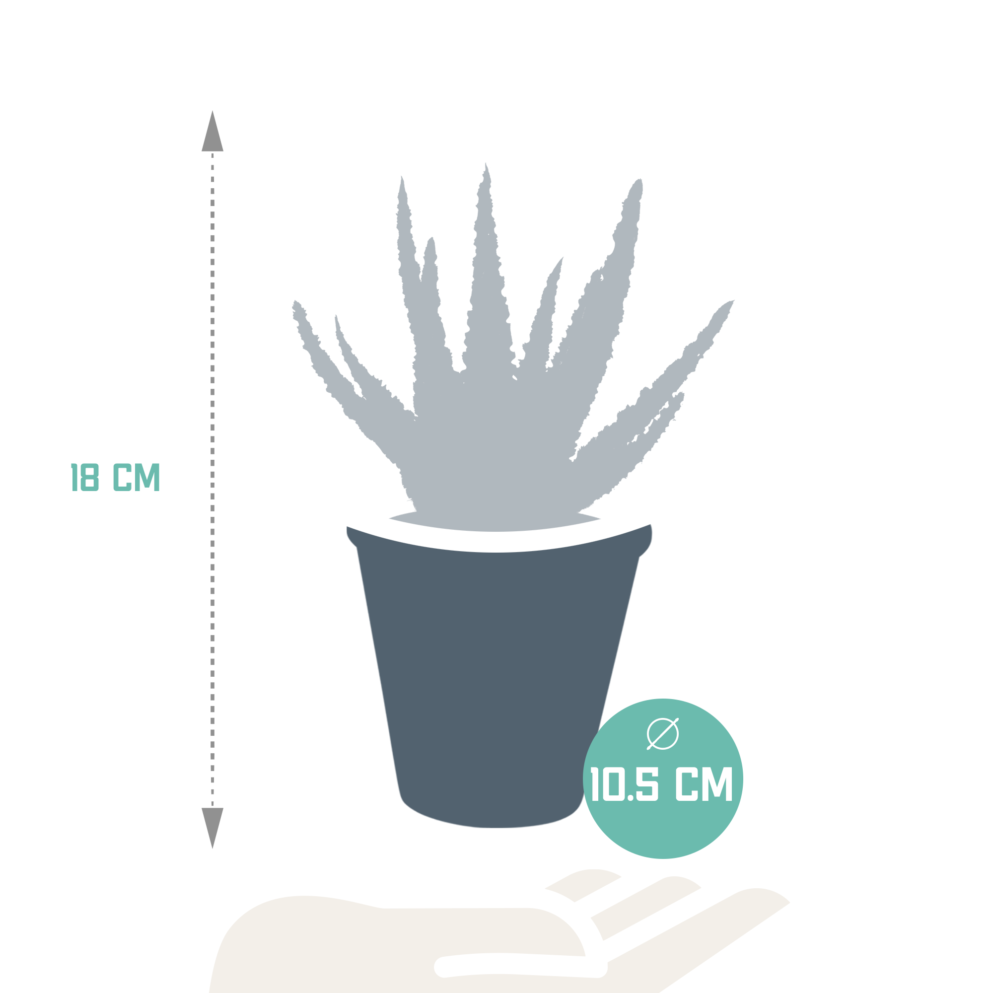 House of cactus Aloë zebrina Dannyz 10,5cm - in terracotta pot (8720387961559)
