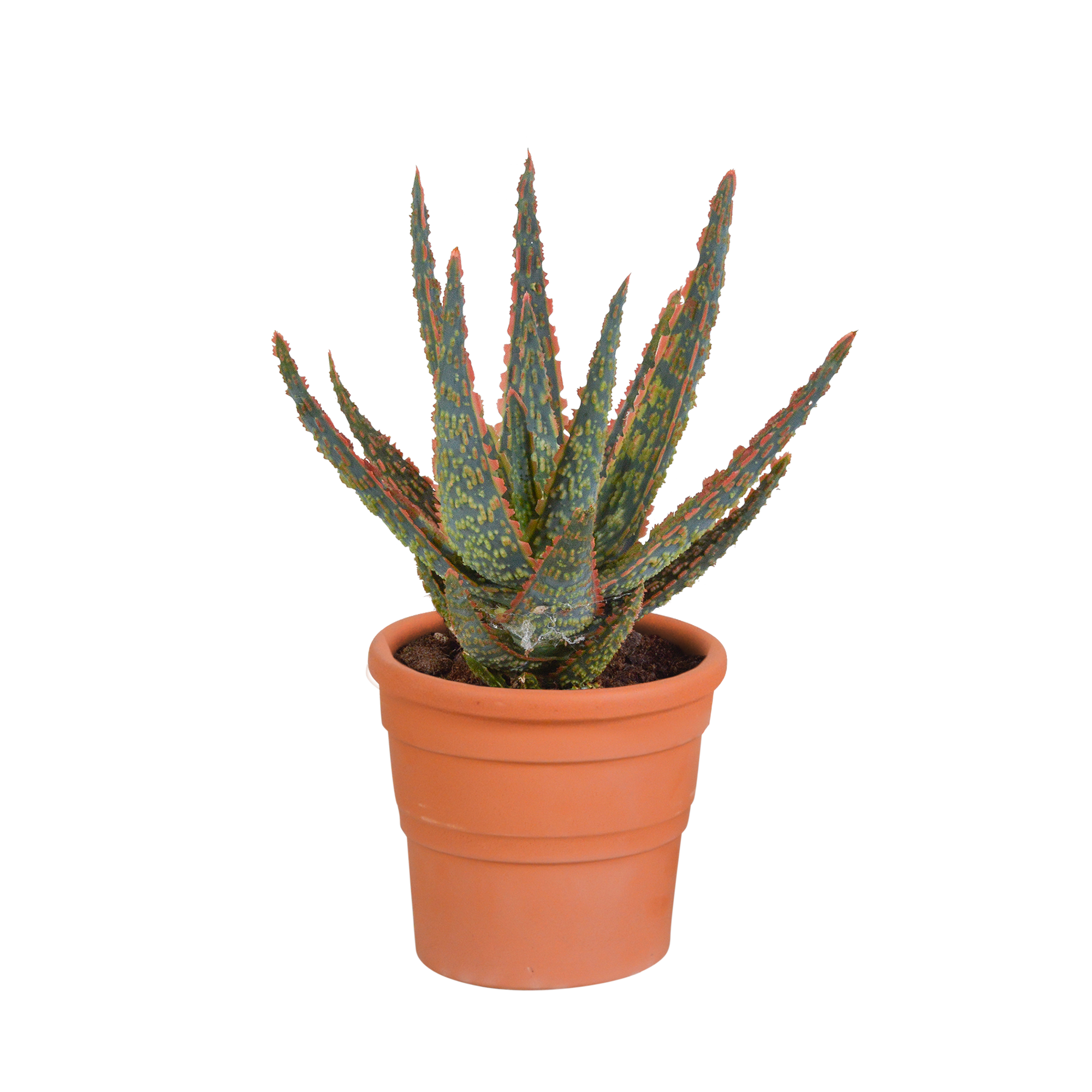 House of cactus Aloë zebrina Dannyz 10,5cm - in terracotta pot (8720387961559)