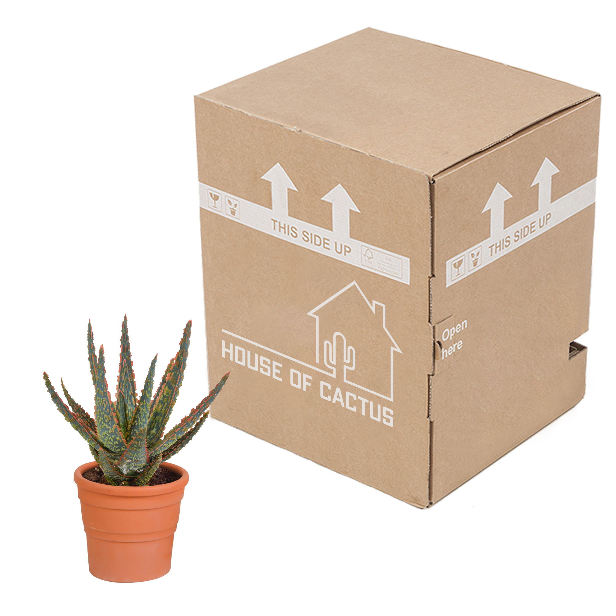 House of cactus Aloë zebrina Dannyz 10,5cm - in terracotta pot (8720387961559)