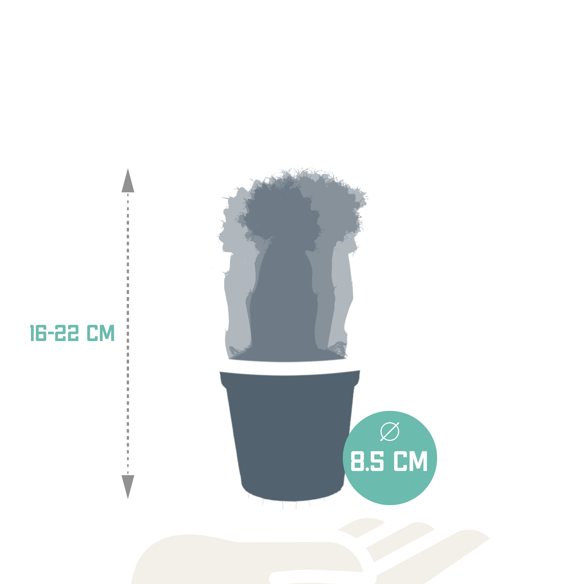 House of cactus Euphorbia meloformis variegata - Gymnocalycium mix - 5,5cm - 3x (8720387961047)