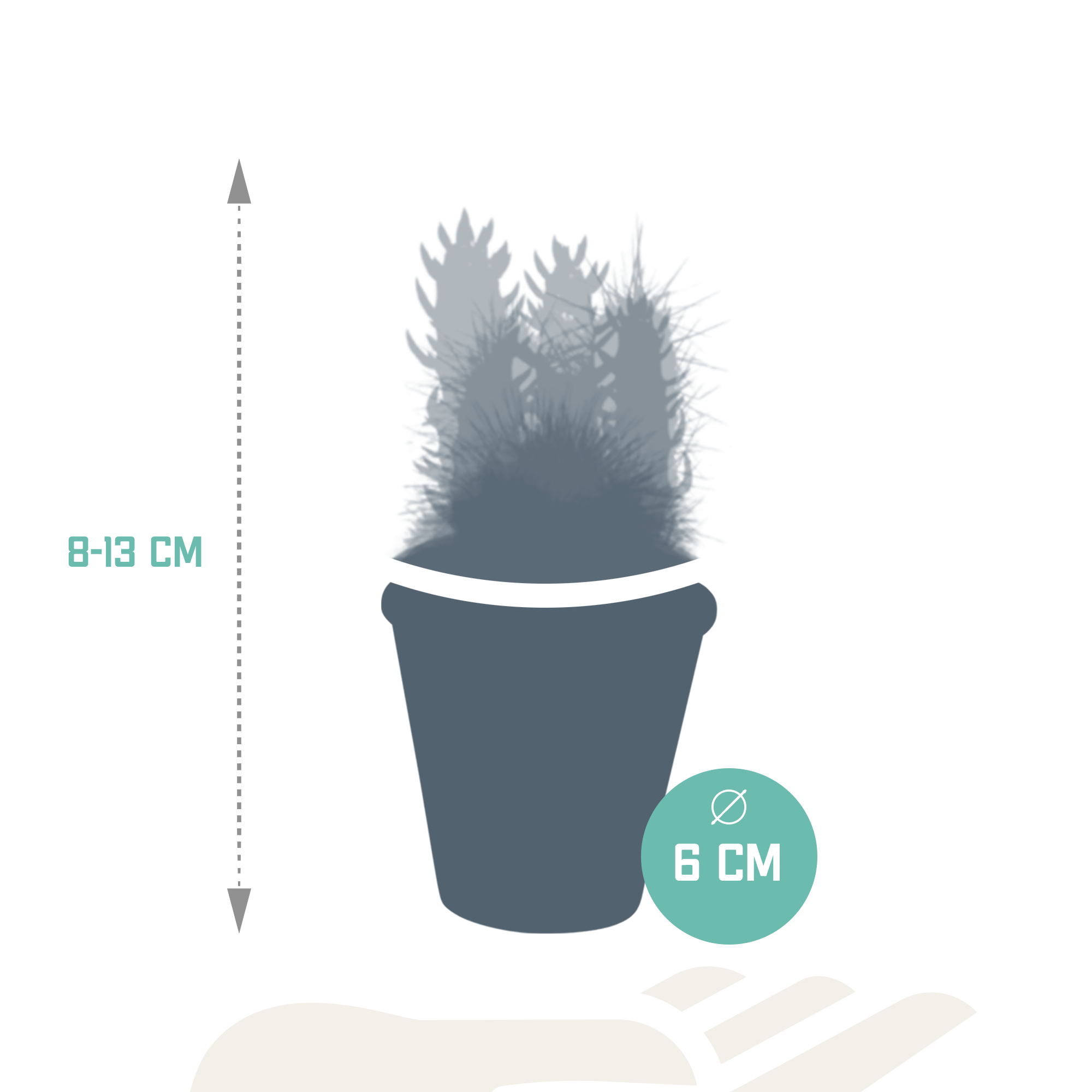 House of cactus Cactus mix 5.5 cm - 5x - in terracotta pot (8720387961023)