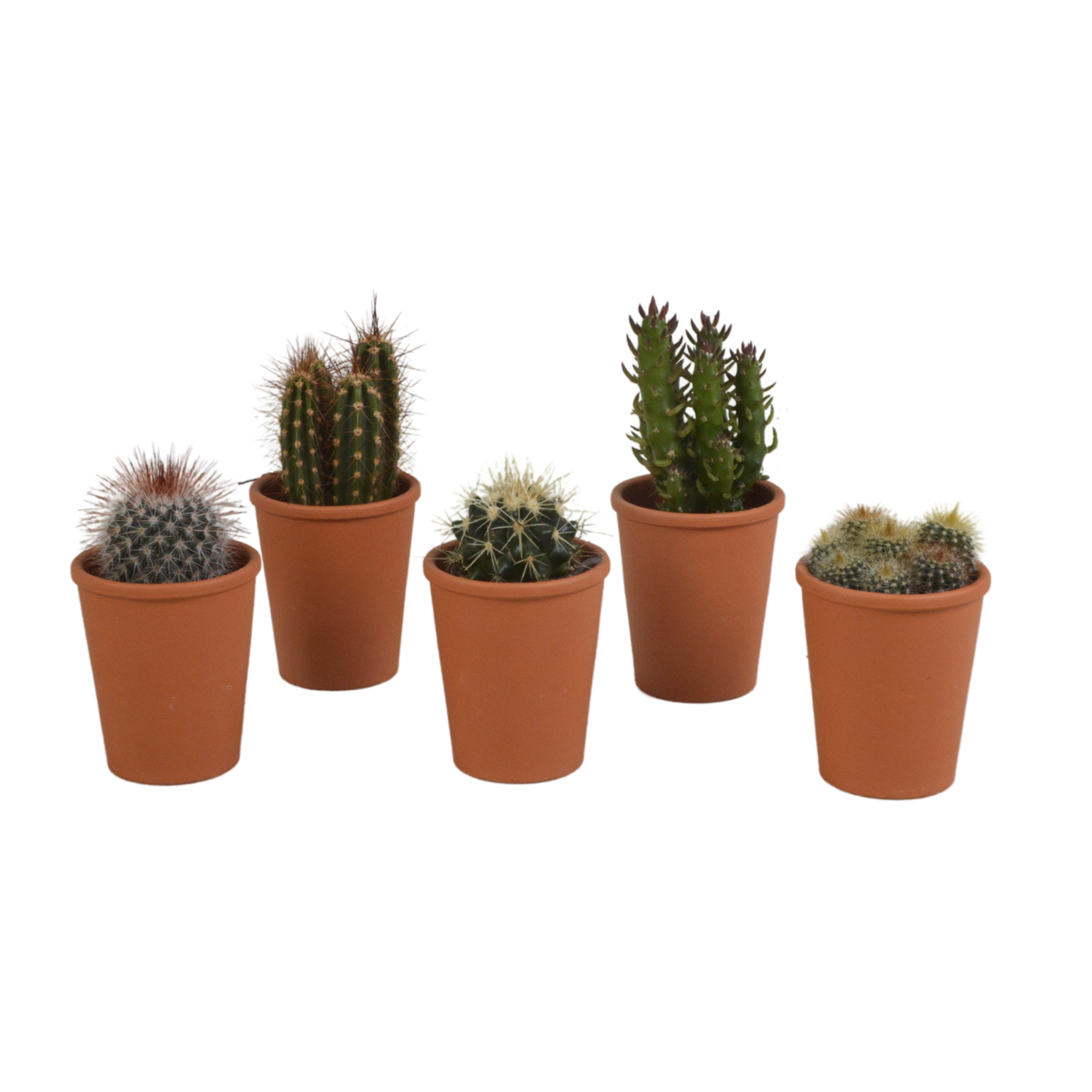House of cactus Cactus mix 5.5 cm - 5x - in terracotta pot (8720387961023)