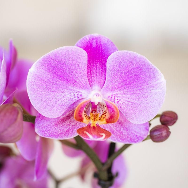 Paars roze phalaenopsis orchidee | Frederikstad (7865885348172)
