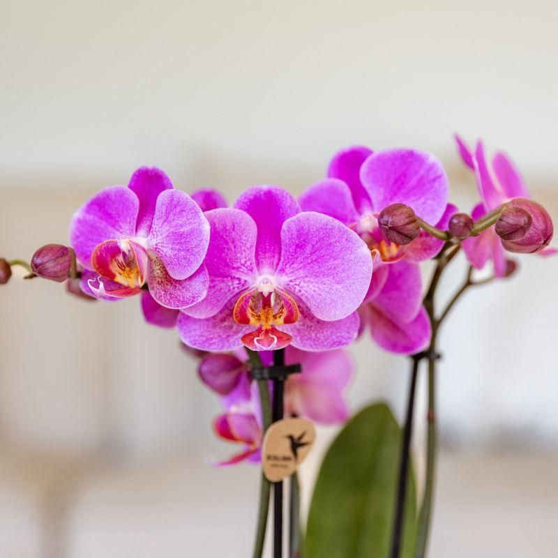 Paars roze phalaenopsis orchidee | Frederikstad (7865885348172)