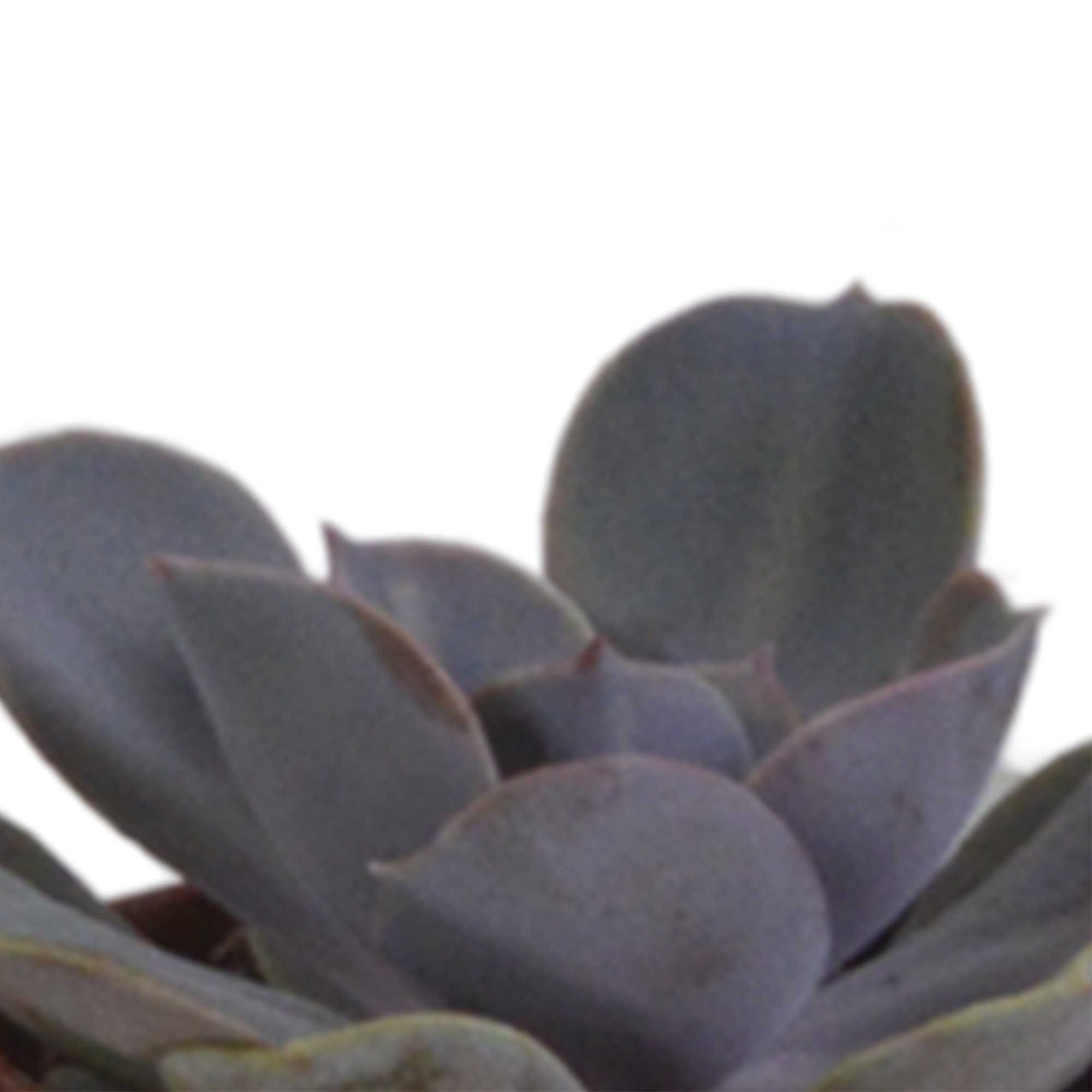 House of cactus Vetplanten mix 5.5 cm - 5x - in terracotta pot (8720387961078)
