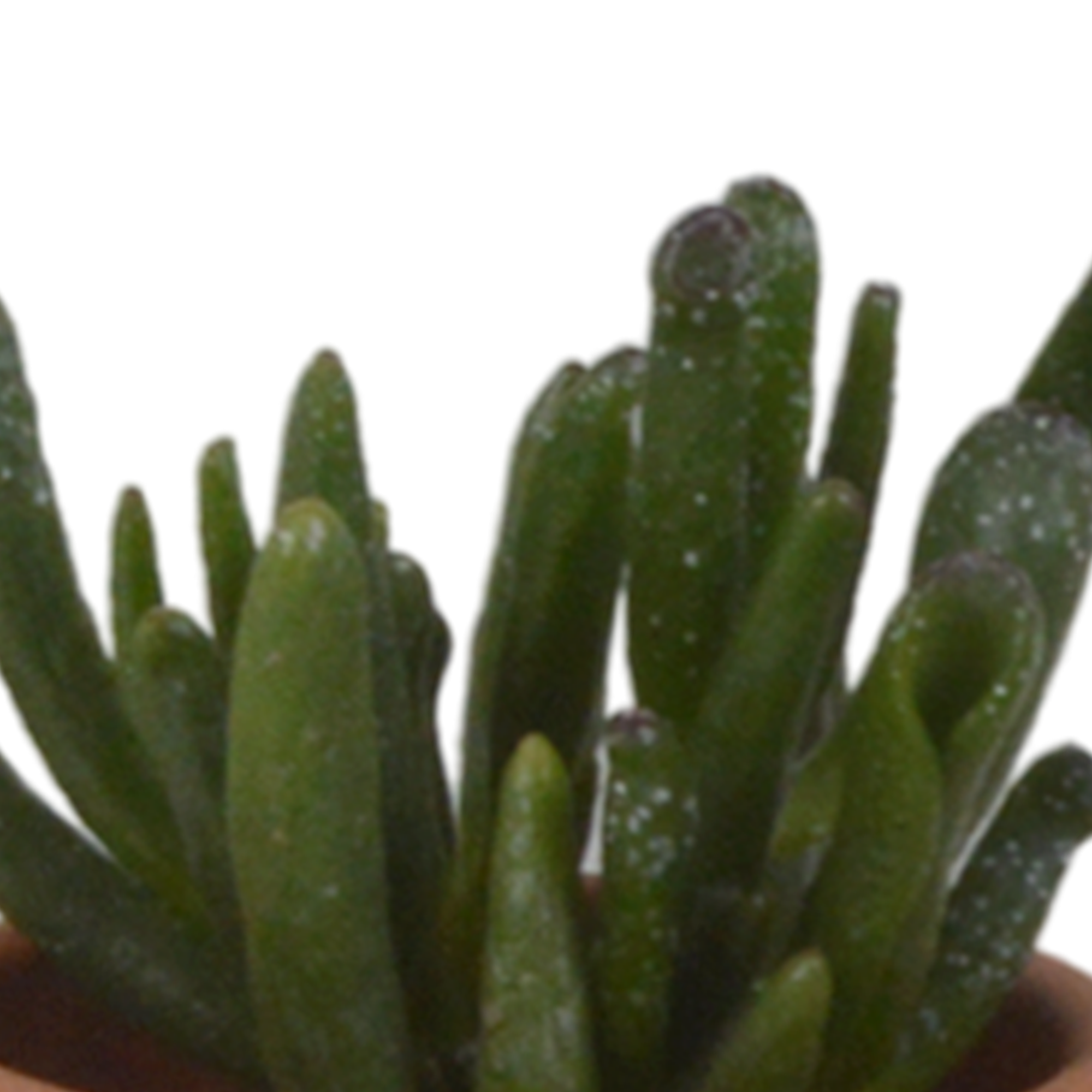 House of cactus Vetplanten mix 5.5 cm - 5x - in terracotta pot (8720387961078)