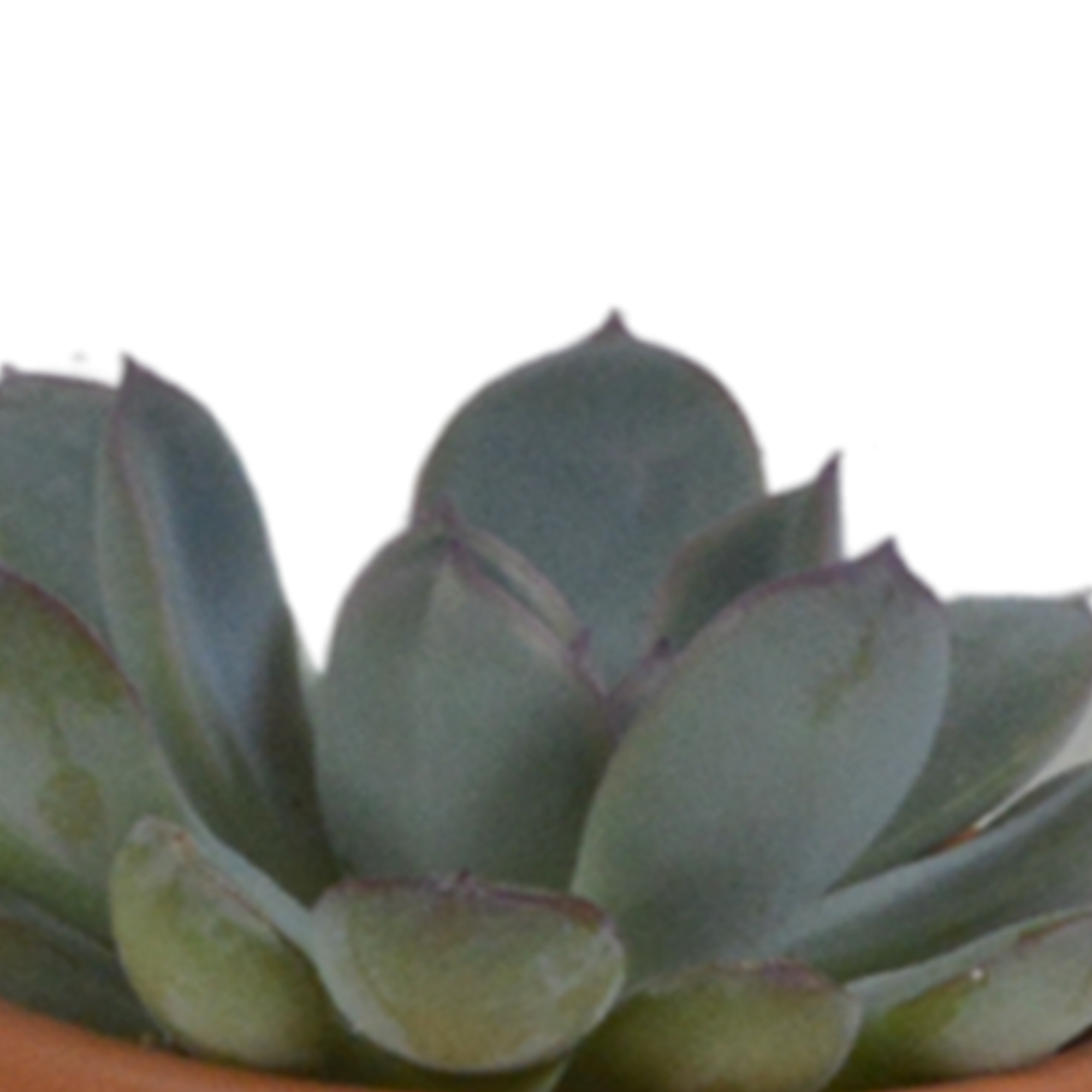 House of cactus Vetplanten mix 5.5 cm - 5x - in terracotta pot (8720387961078)