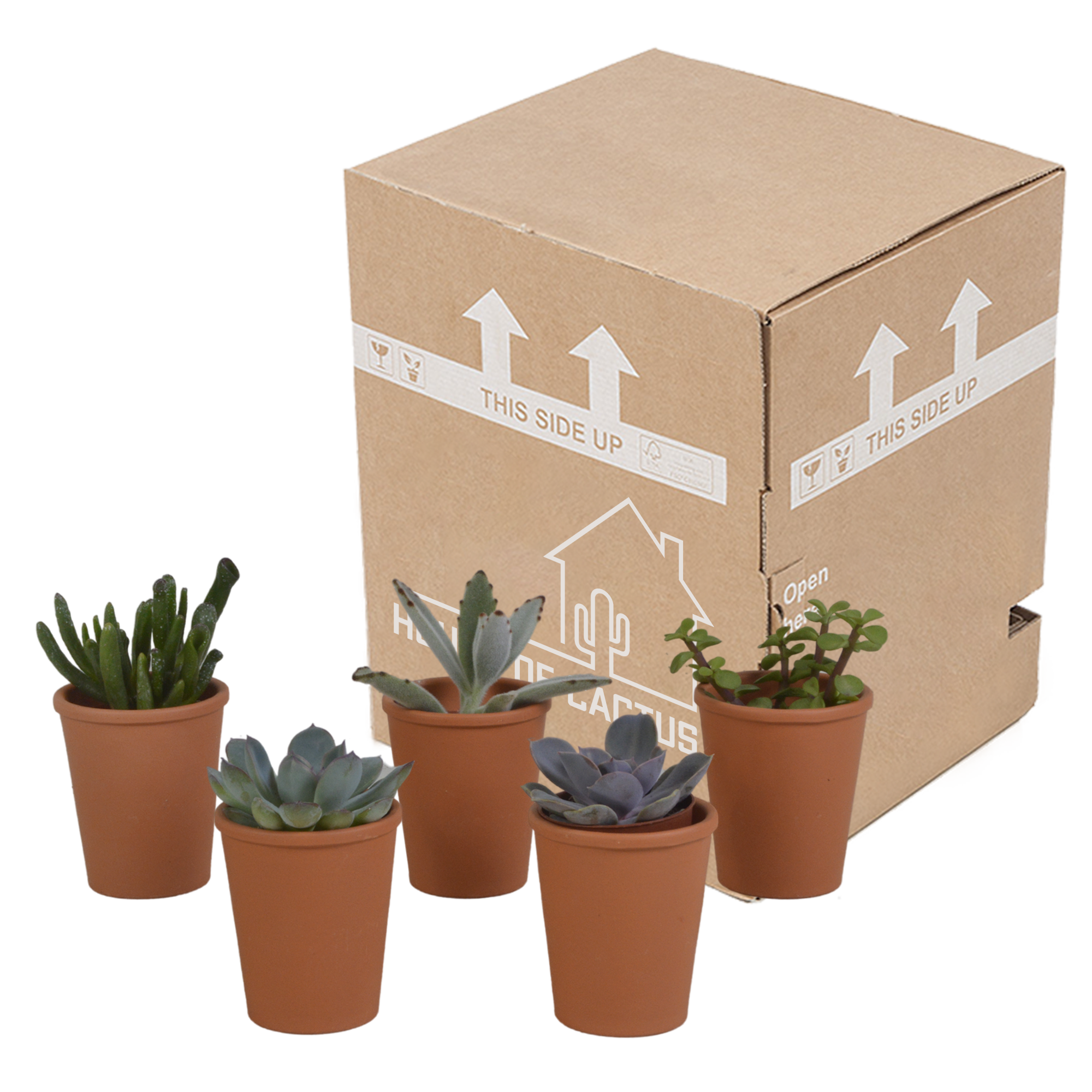 House of cactus Vetplanten mix 5.5 cm - 5x - in terracotta pot (8720387961078)