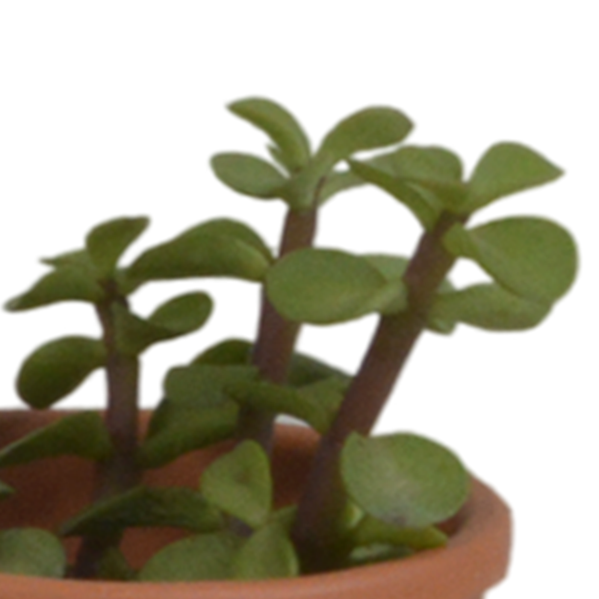 House of cactus Vetplanten mix 5.5 cm - 5x - in terracotta pot (8720387961078)