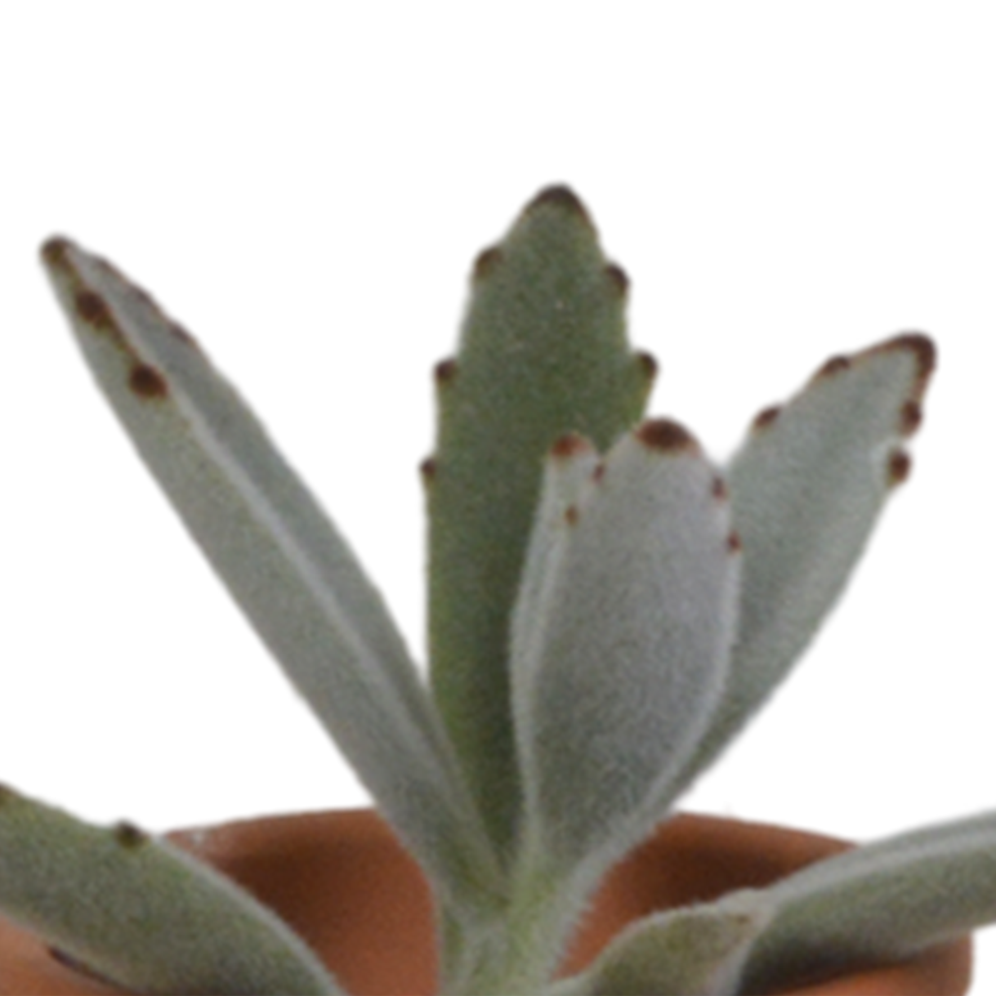 House of cactus Vetplanten mix 5.5 cm - 5x - in terracotta pot (8720387961078)