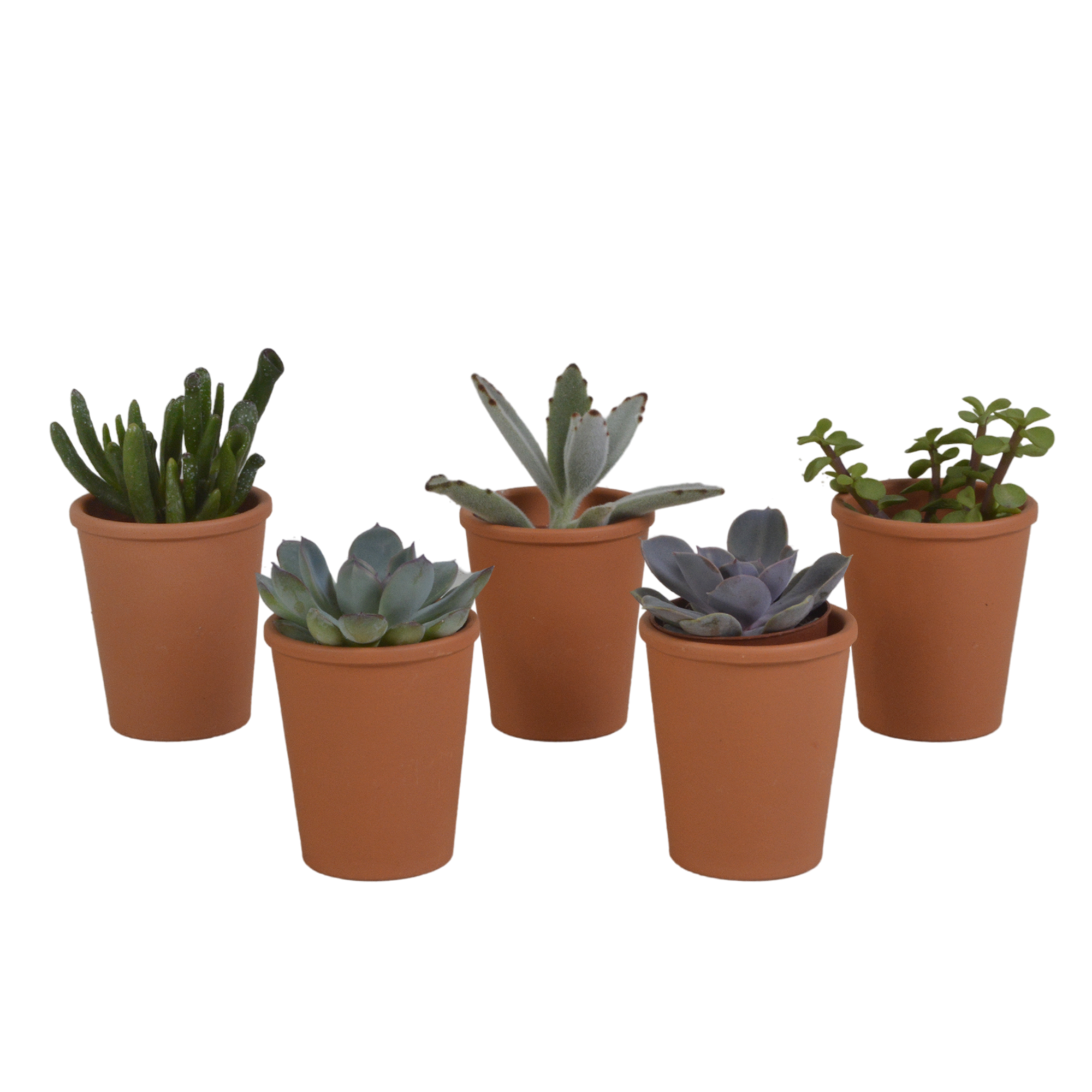 House of cactus Vetplanten mix 5.5 cm - 5x - in terracotta pot (8720387961078)