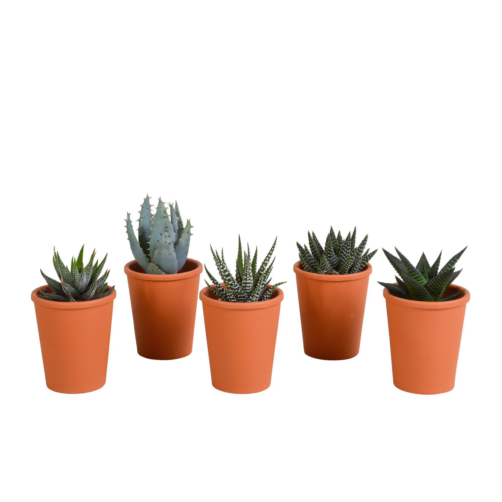 House of cactus Gasteria/Haworthia mix 5,5cm - 5x - in terracotta pot (8720387961115)