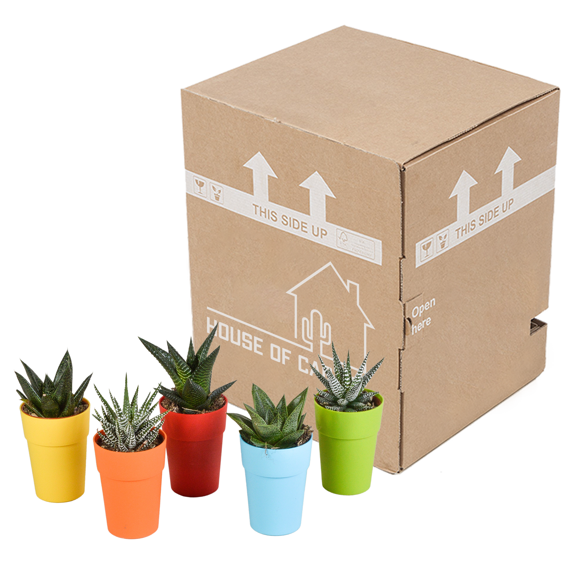 House of cactus Gasteria/Haworthia mix 5,5cm - 5x - in gekleurde plasticpot (8720618070449)