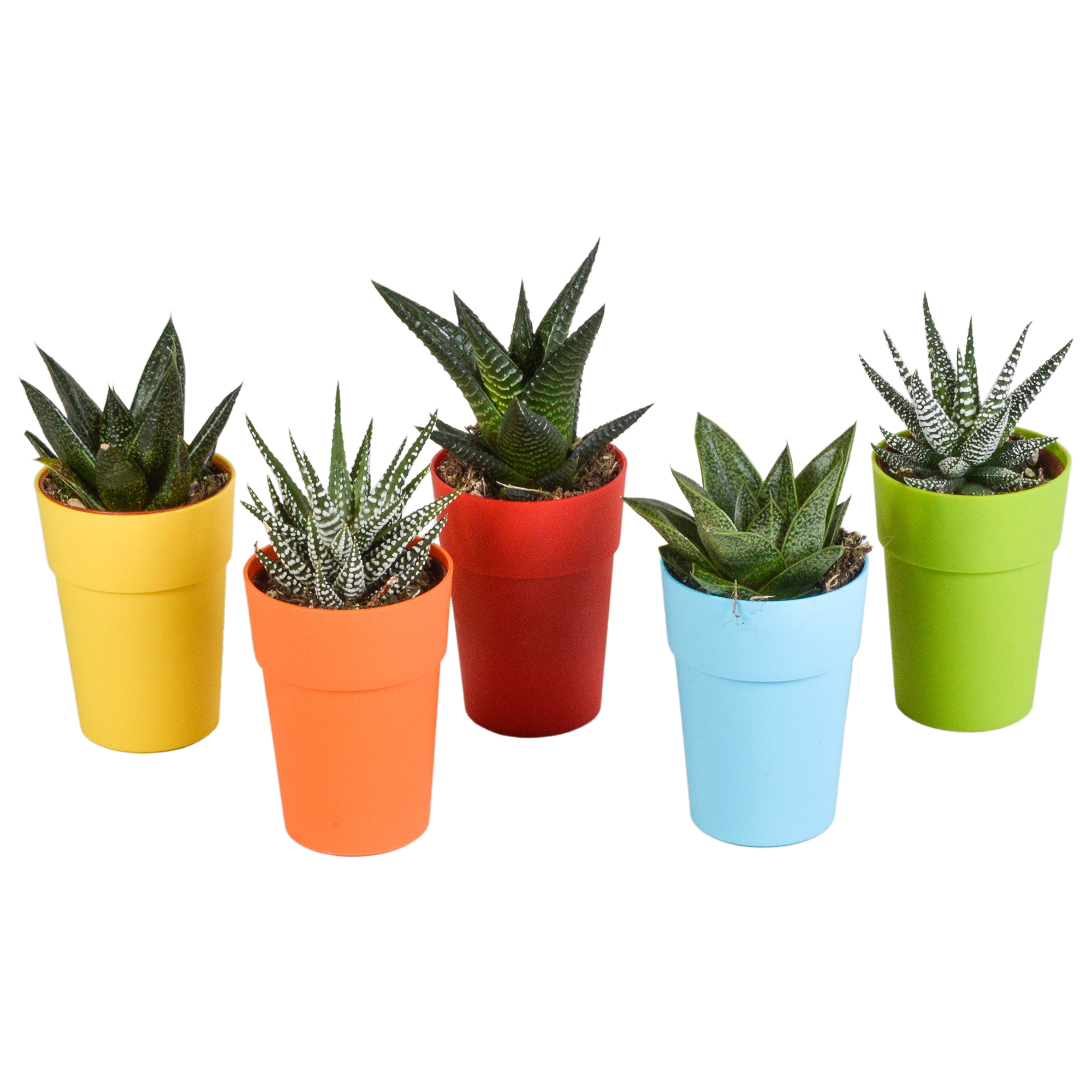 House of cactus Gasteria/Haworthia mix 5,5cm - 5x - in gekleurde plasticpot (8720618070449)