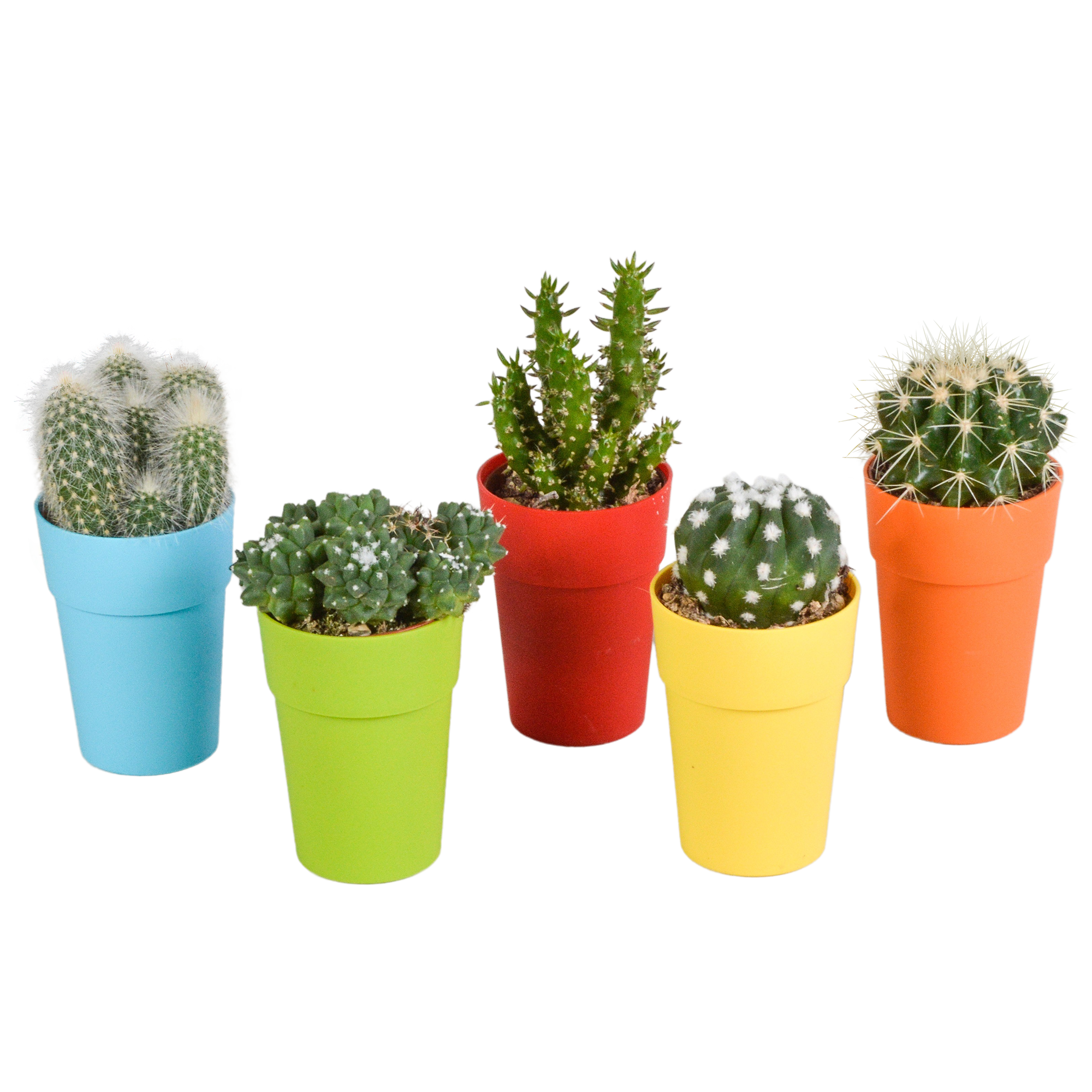 House of cactus Cactus mix 5.5 cm - 5x - in gekleurde plasticpot (8720618070425)