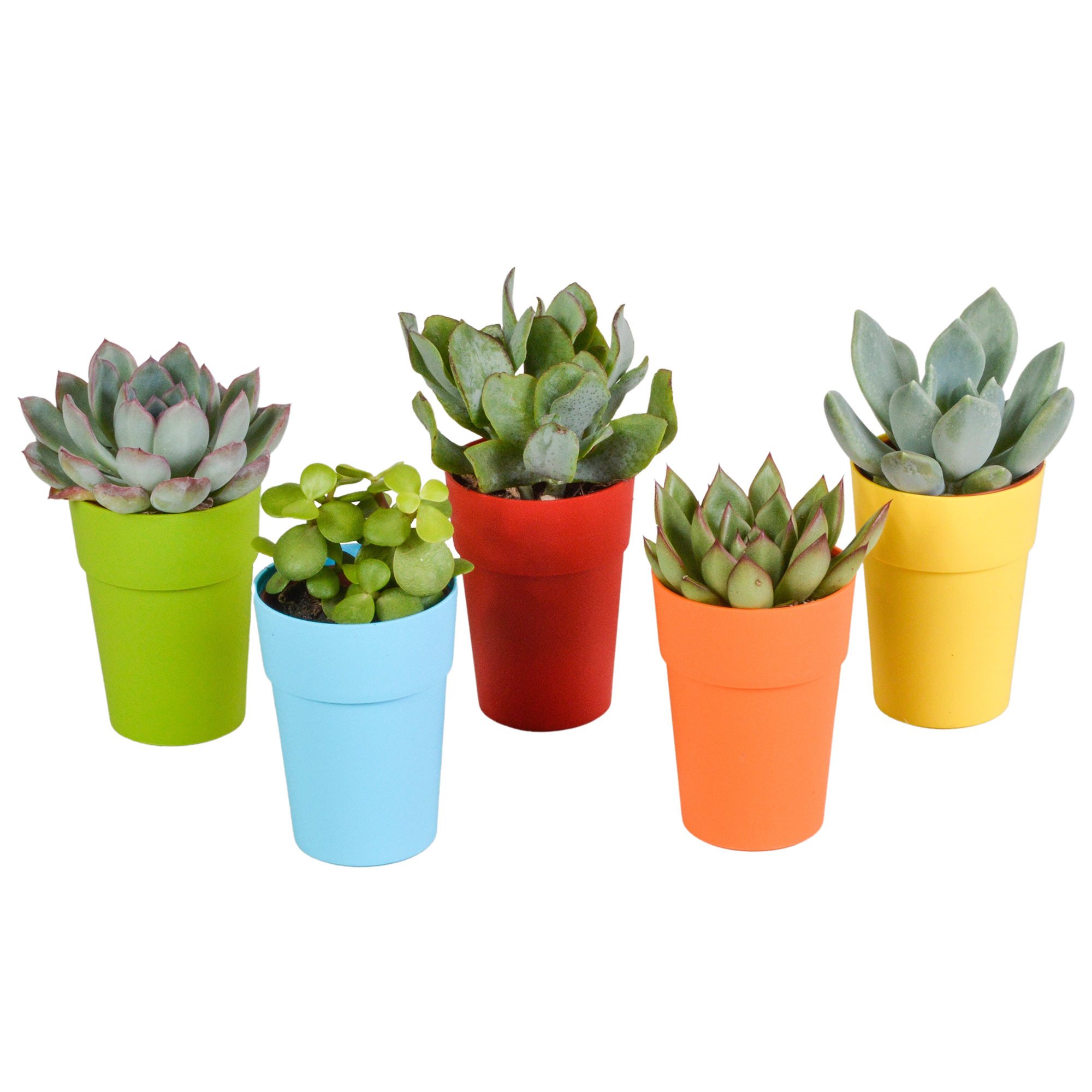 House of cactus Vetplanten mix 5.5 cm - 5x - in gekleurde plasticpot (8720618070432)